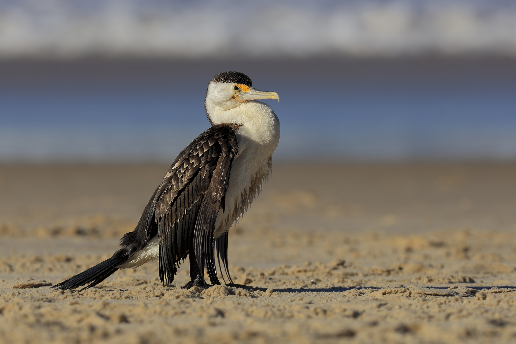 Australian Cormorant