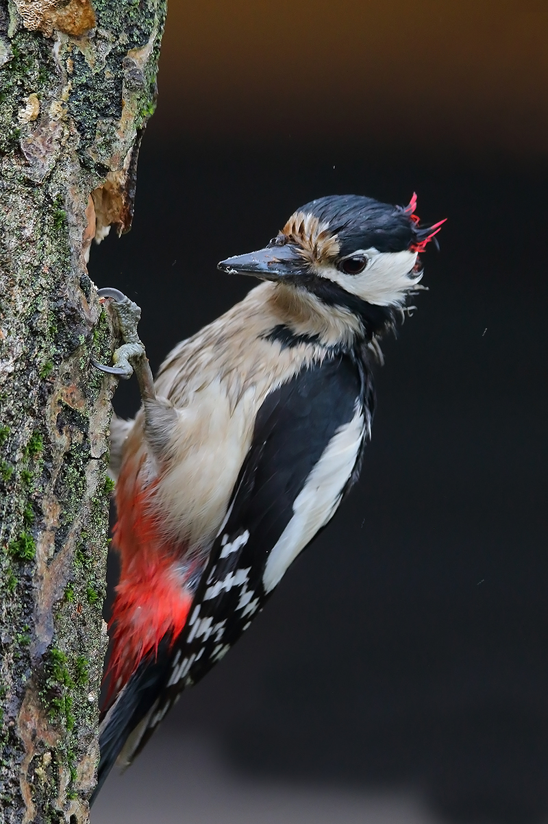 in the rain check a little devil
