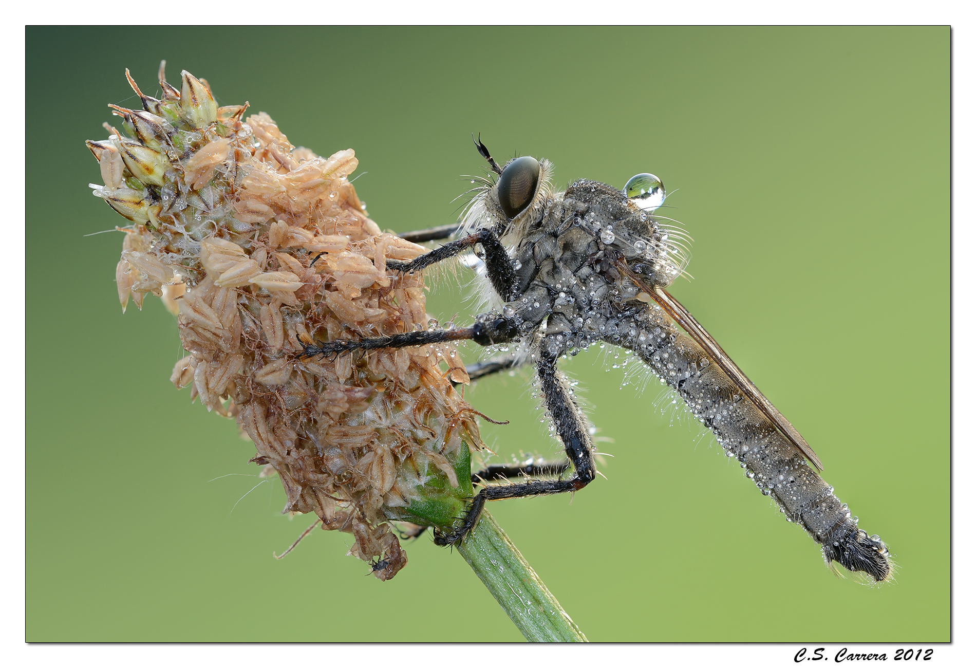 Neomochtherus geniculatus