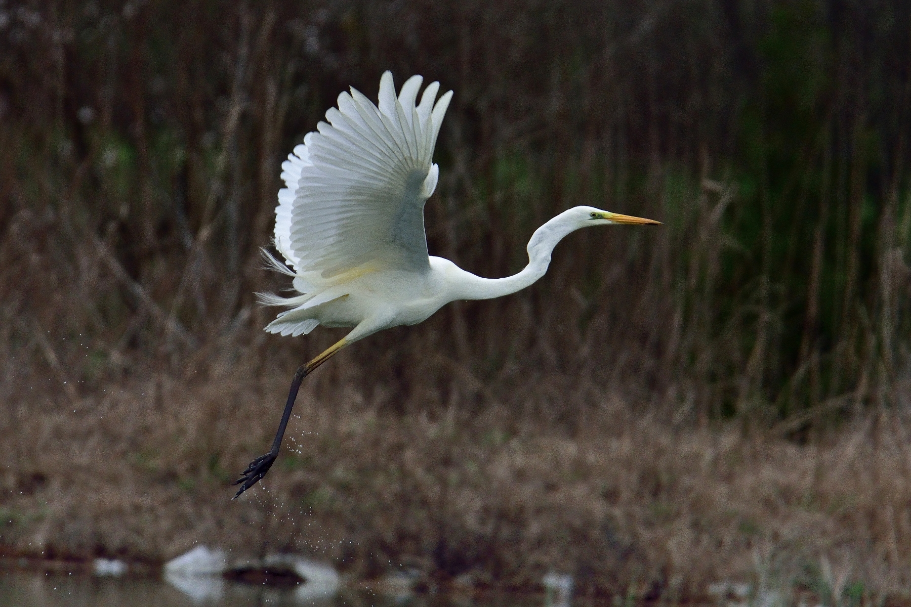 Airone bianco maggiore