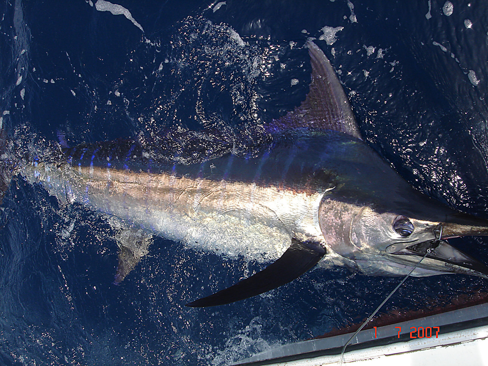 Blu marlin al rilascio