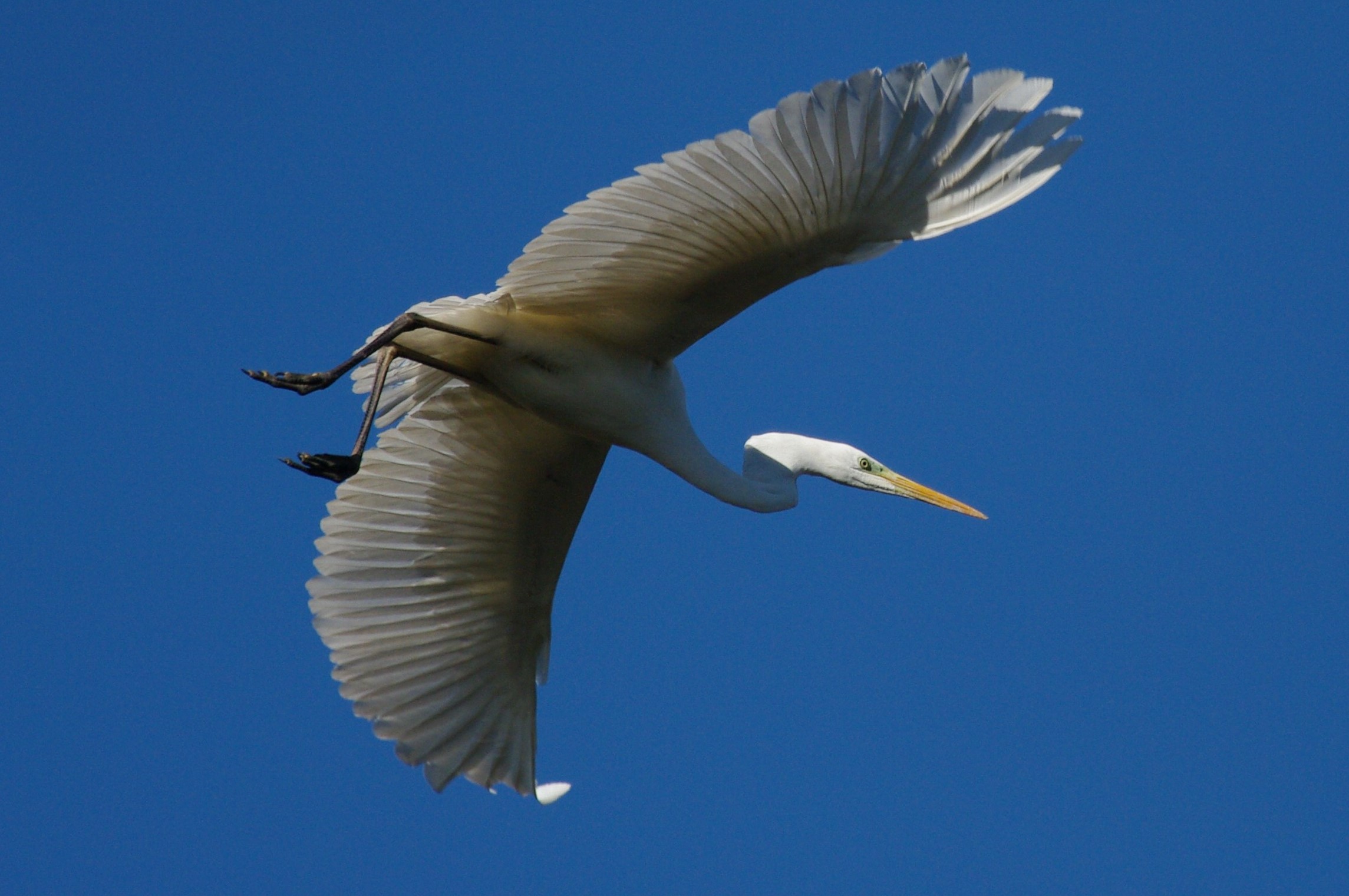 Great Egret