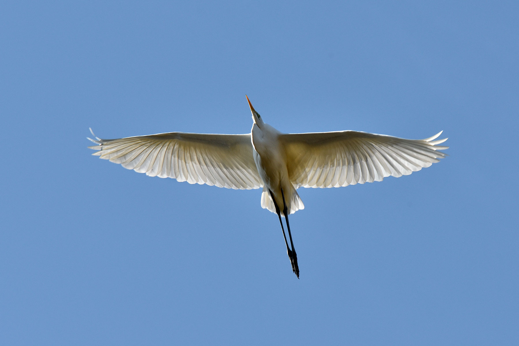 white heron