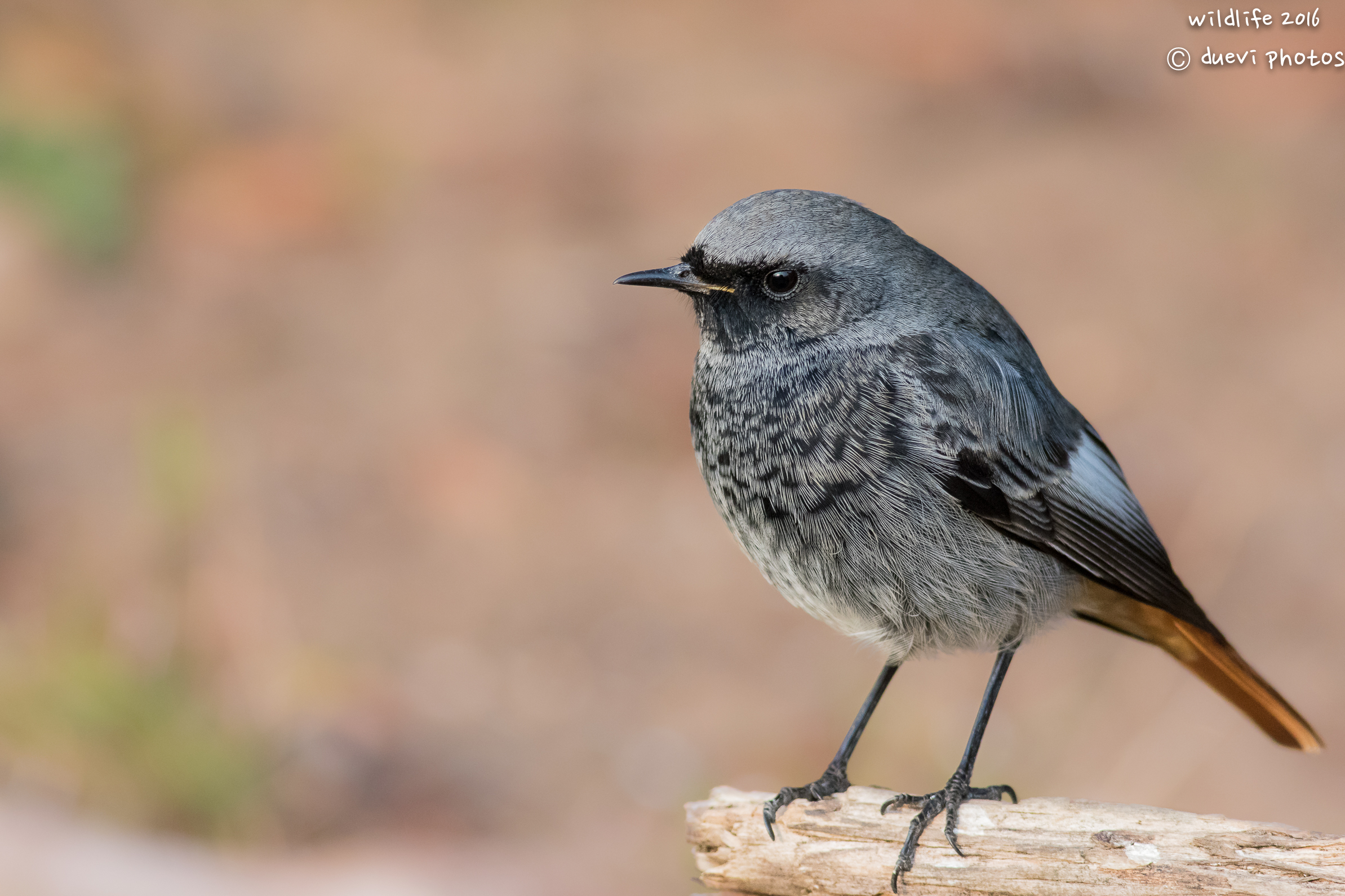 Codirosso spazzacamino in posa
