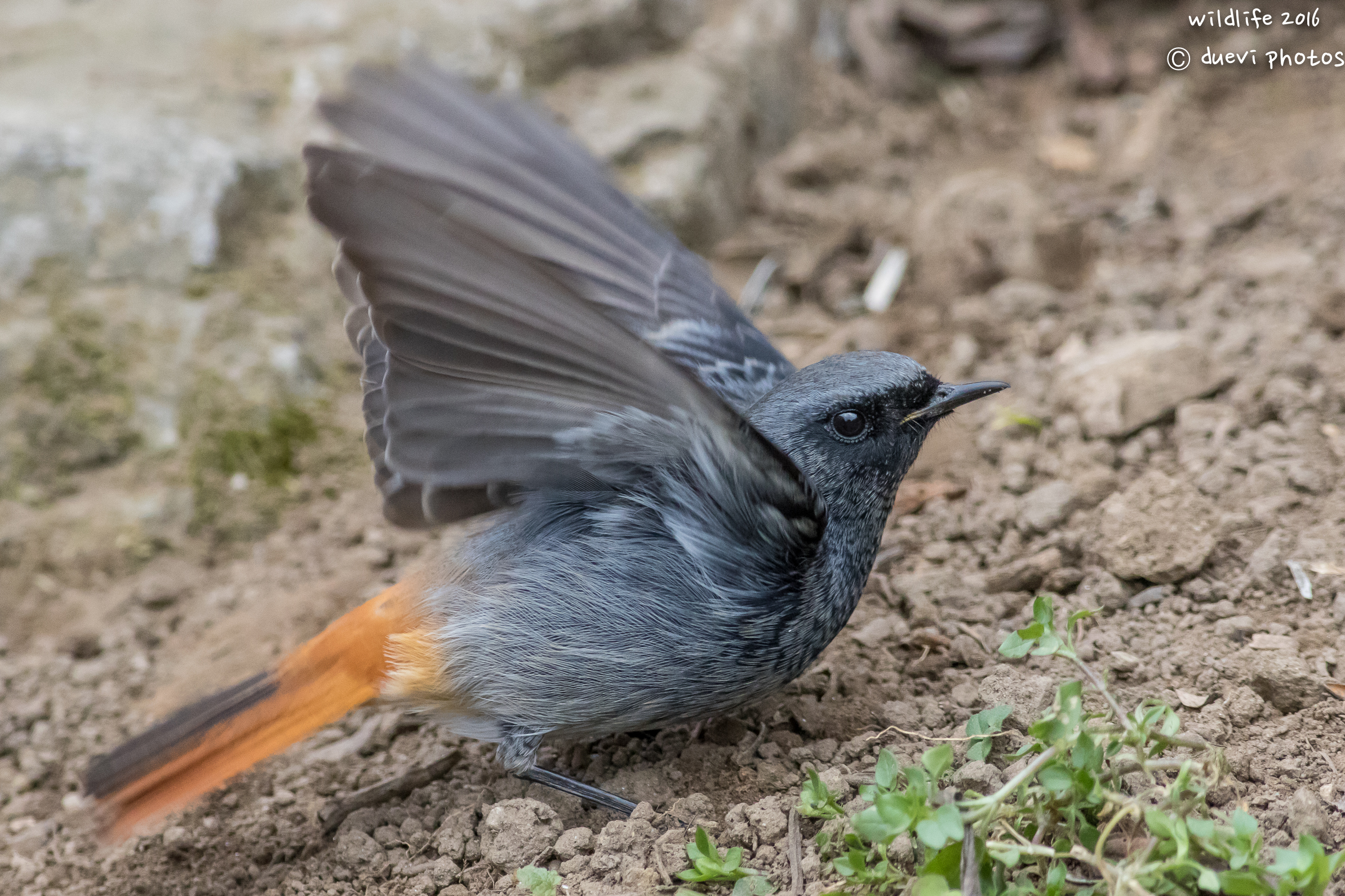 Codirosso spazzacamino al via...
