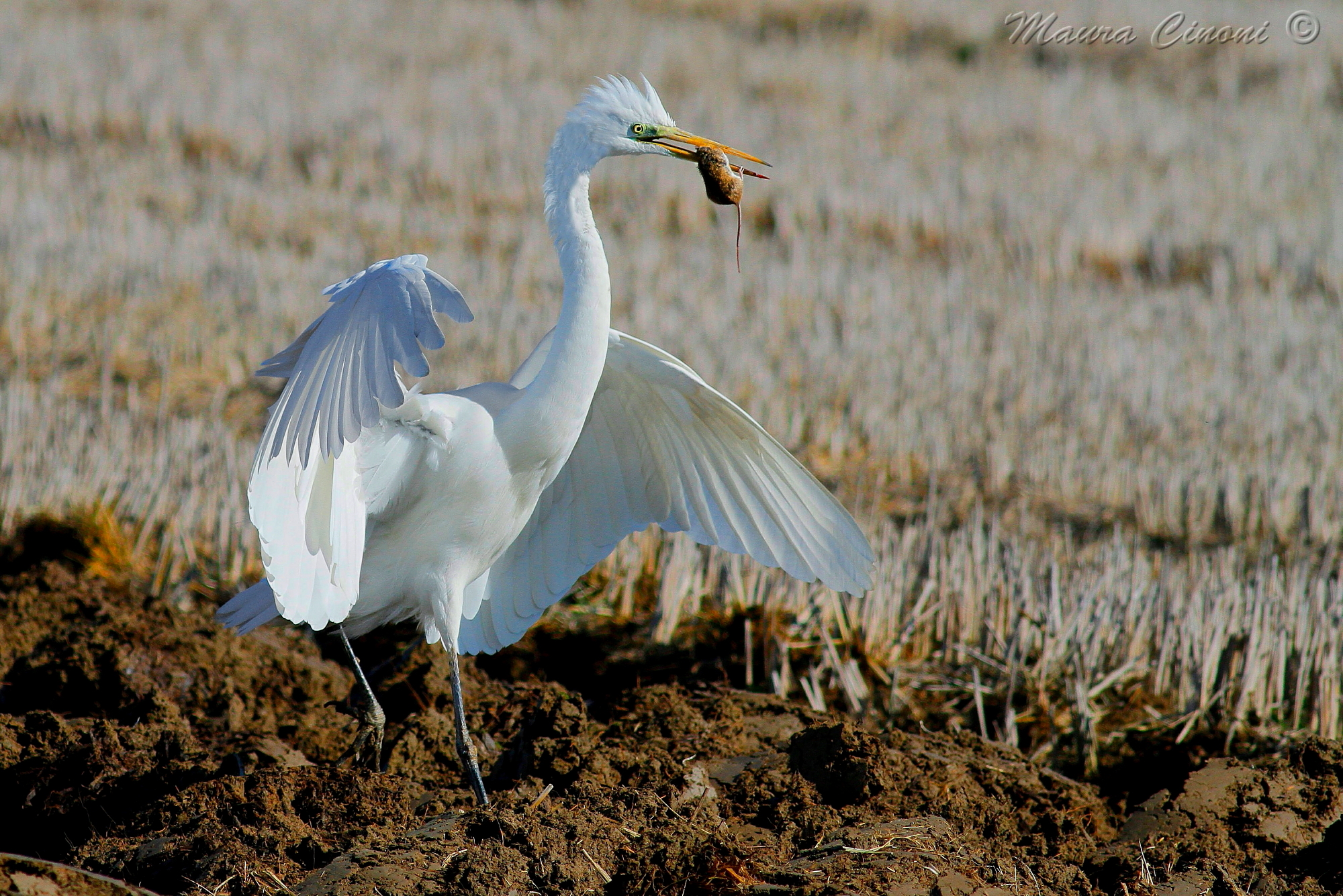 White Heron with Vole