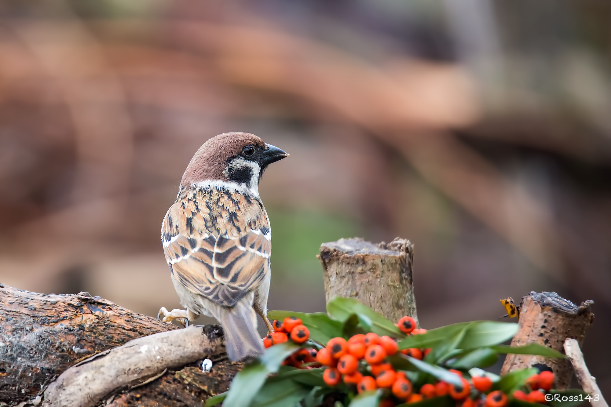 Tree Sparrow 1