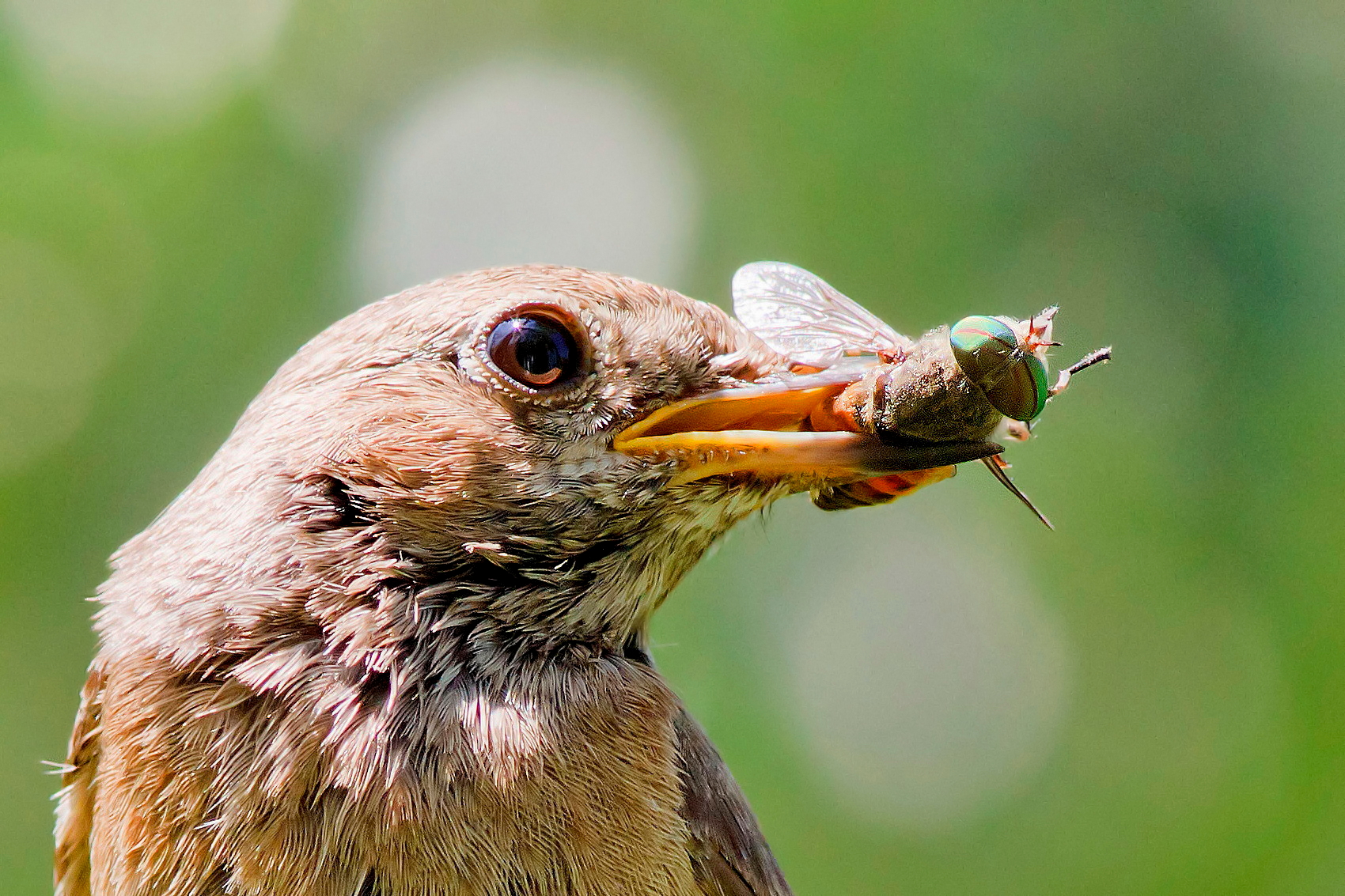 Codirosso Femmina:Ritratto con testa verde