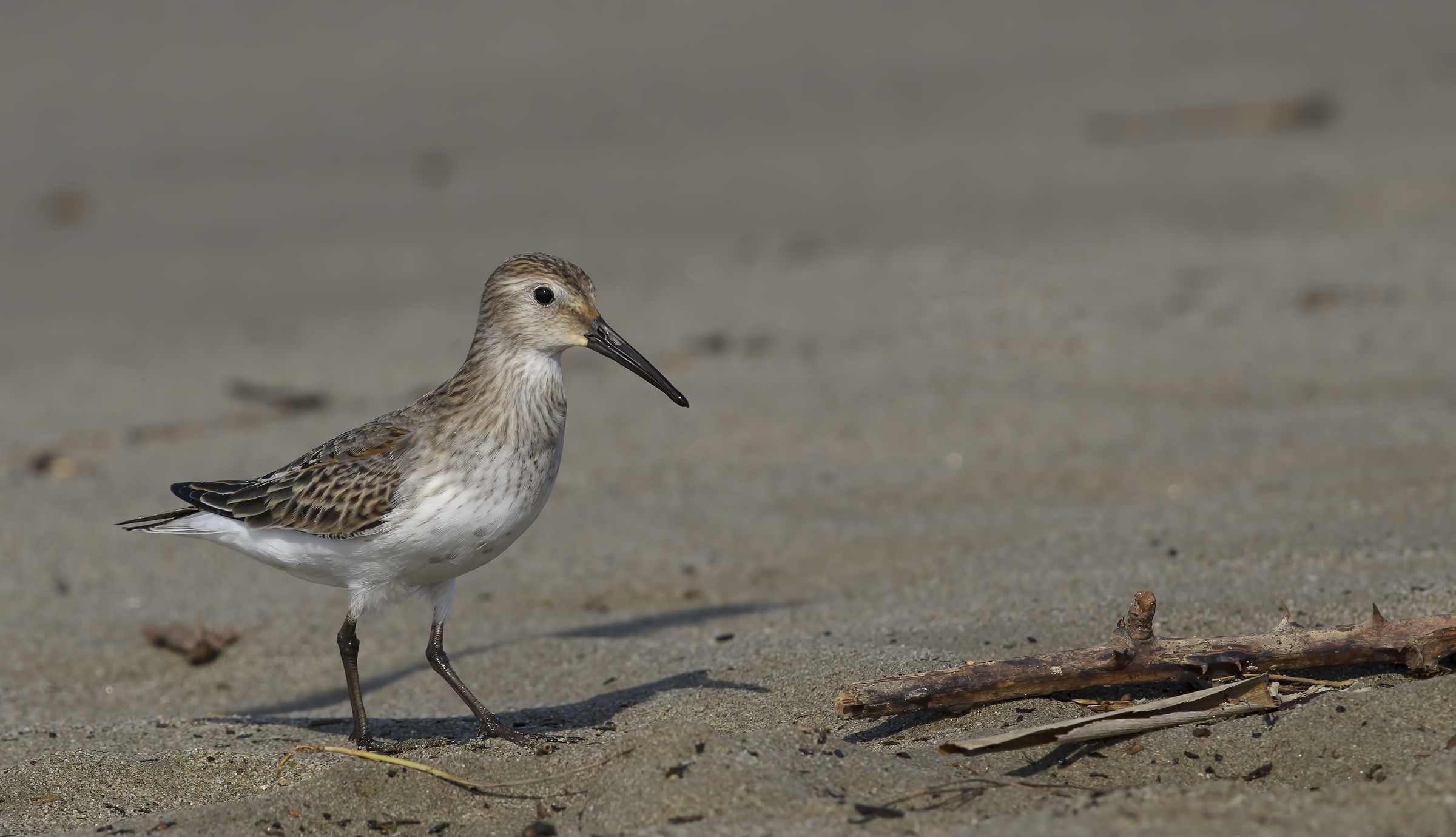 In giro sulla spiaggia