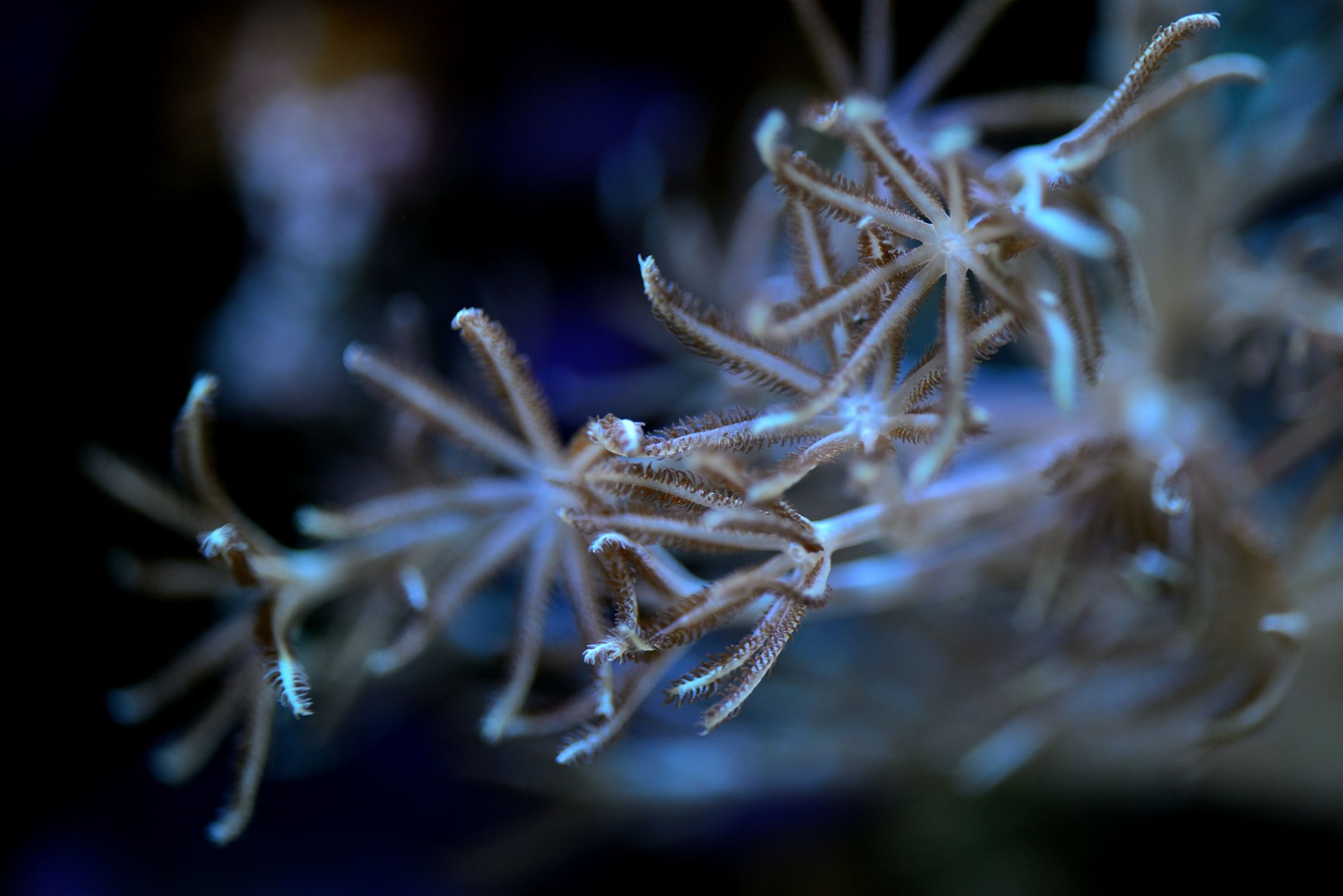 Nelle profondità marine del mio acquario