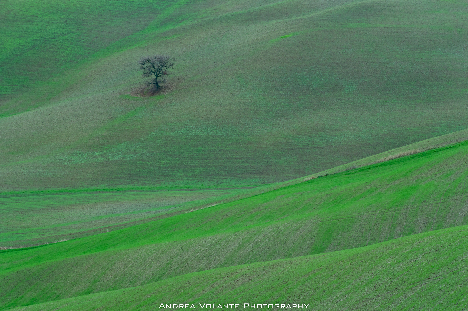 Solitario d'inverno in terra d'Orcia ..febbraio 2016...