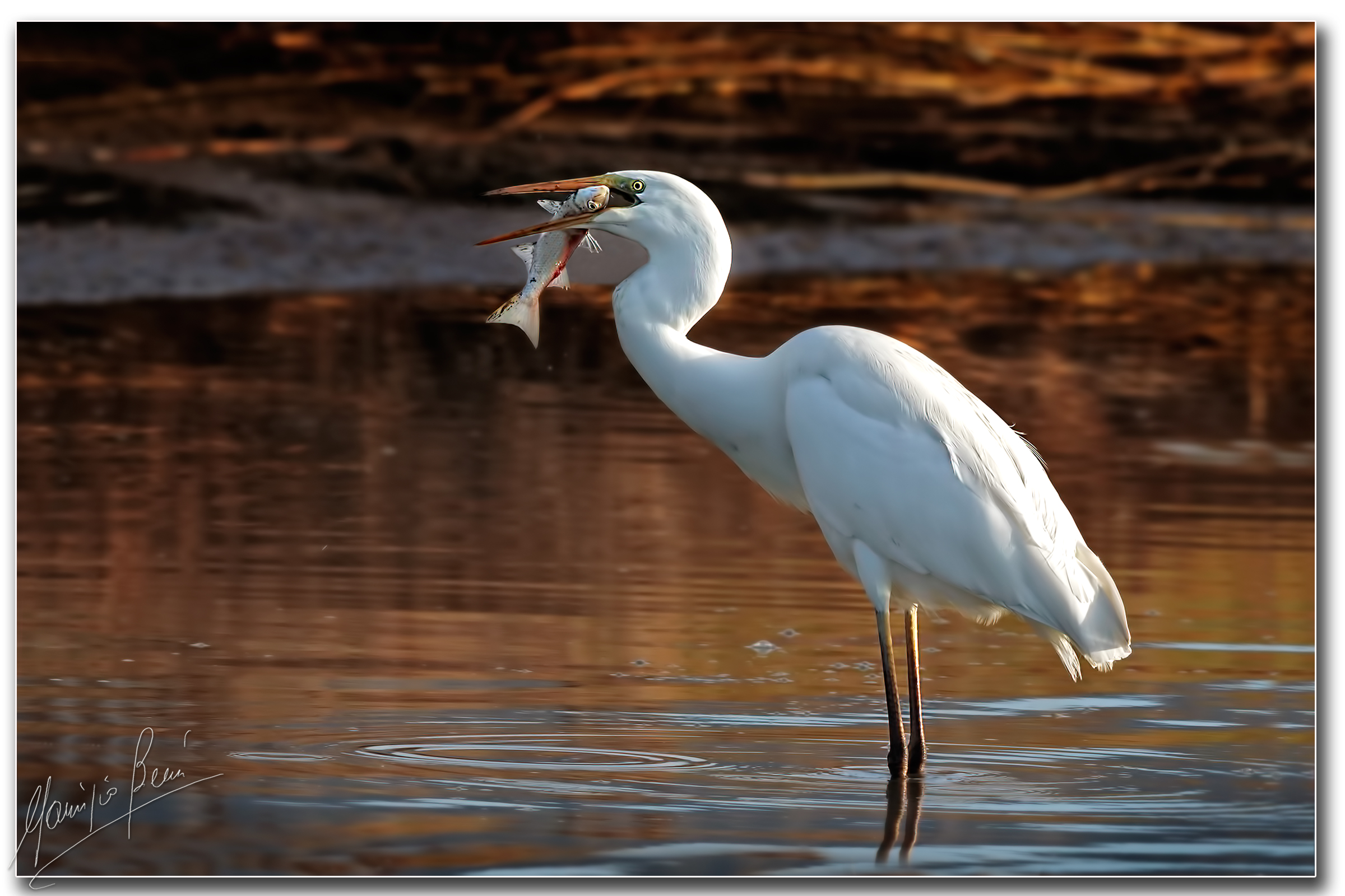 Egret, breakfast with fish