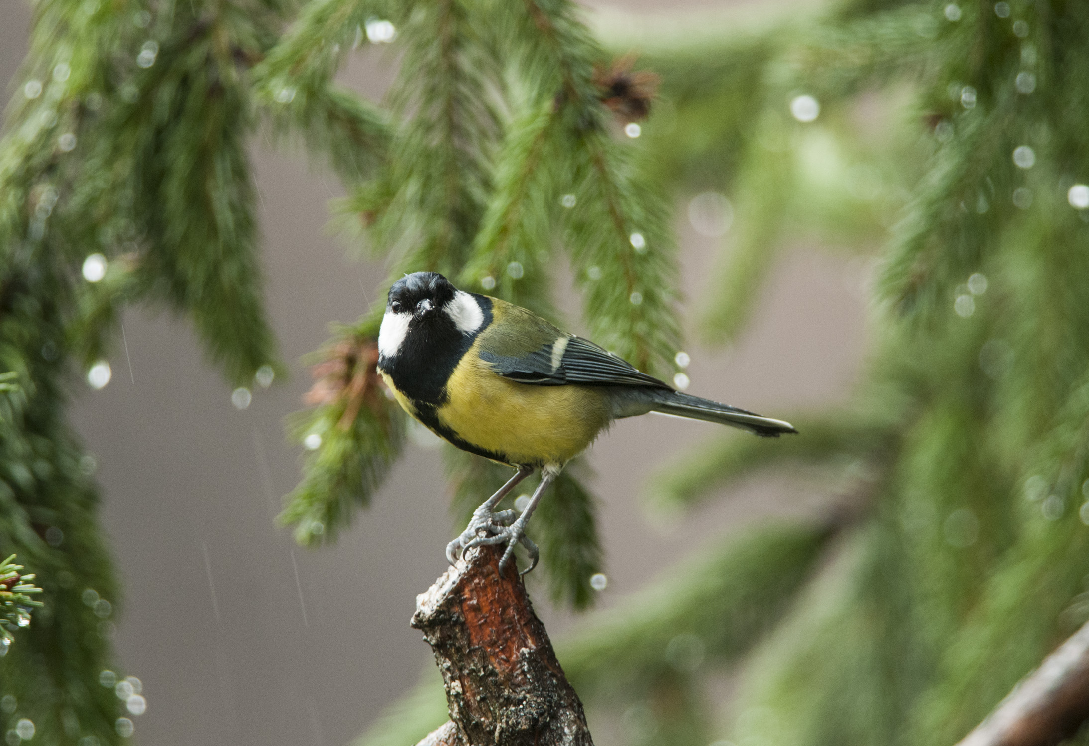 cincia sotto la pioggia
