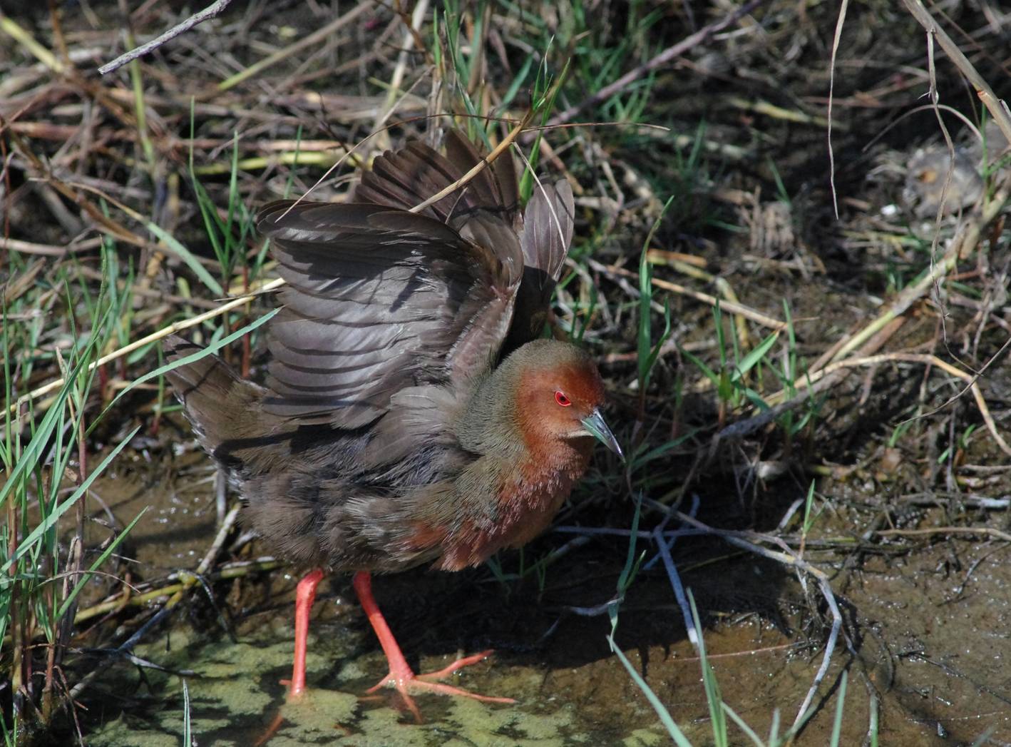 Ruddy-breasted Crake