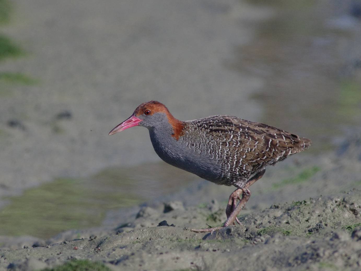 Slaty-breasted Rail