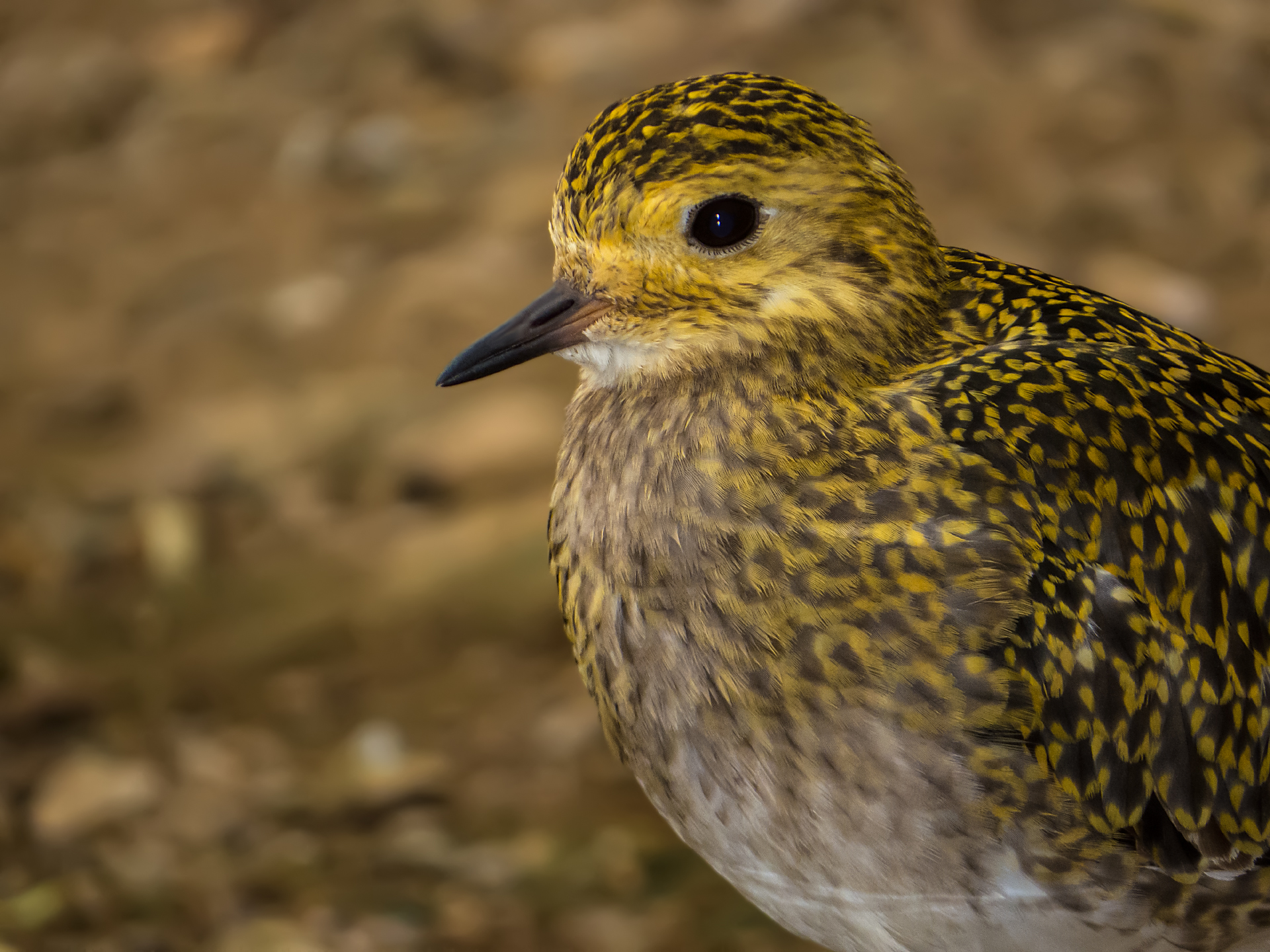 Pacific Golden Plover