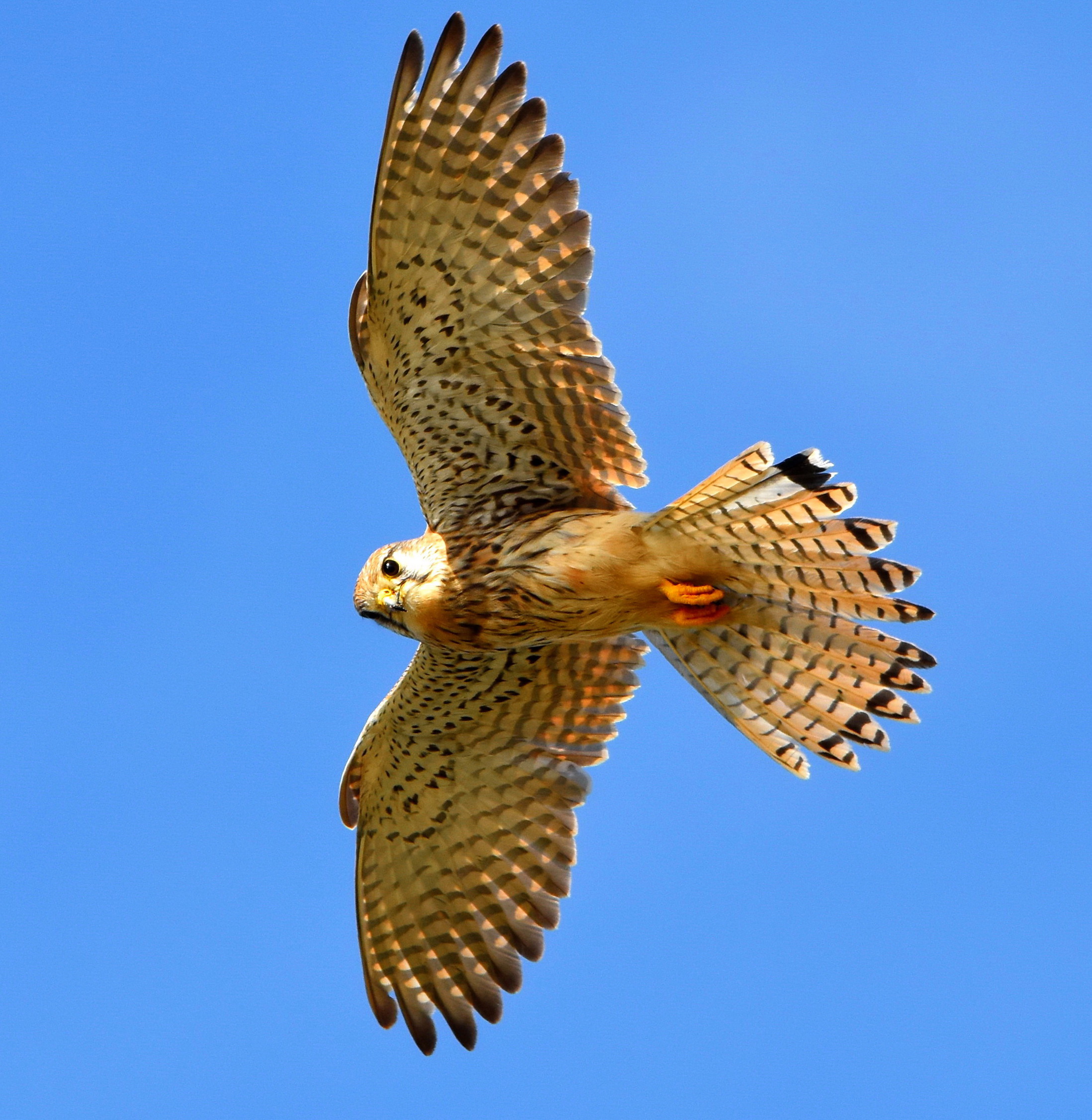 Kestrel on patrol