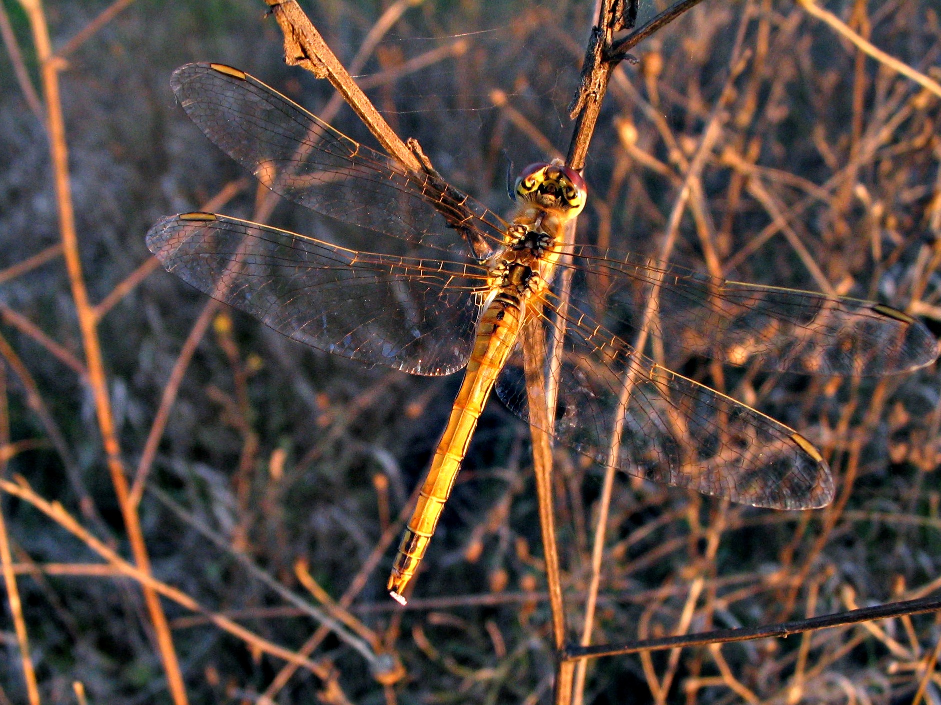 sympetrum