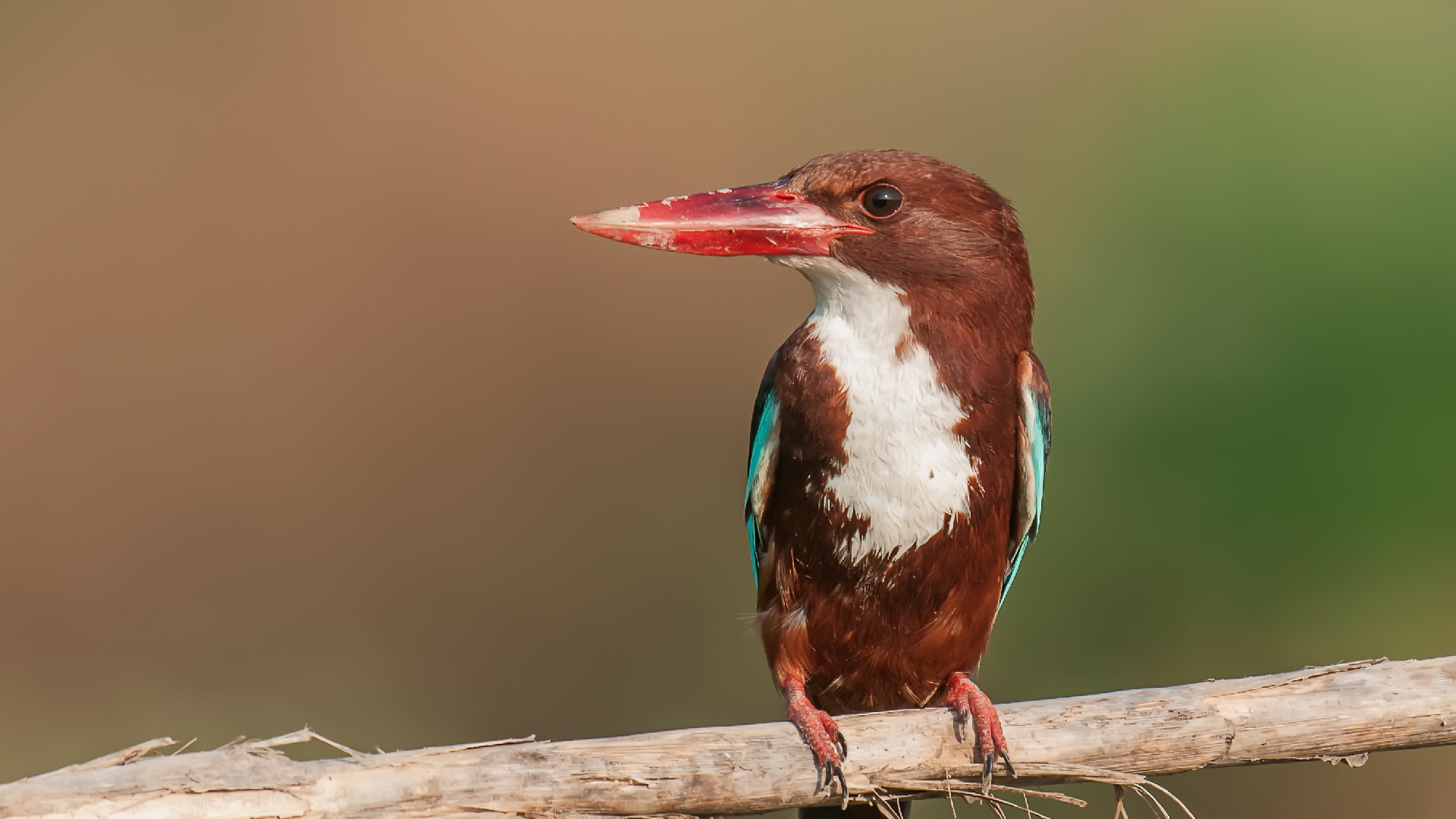 Halcyon smyrnensis »golabianca Kingfisher