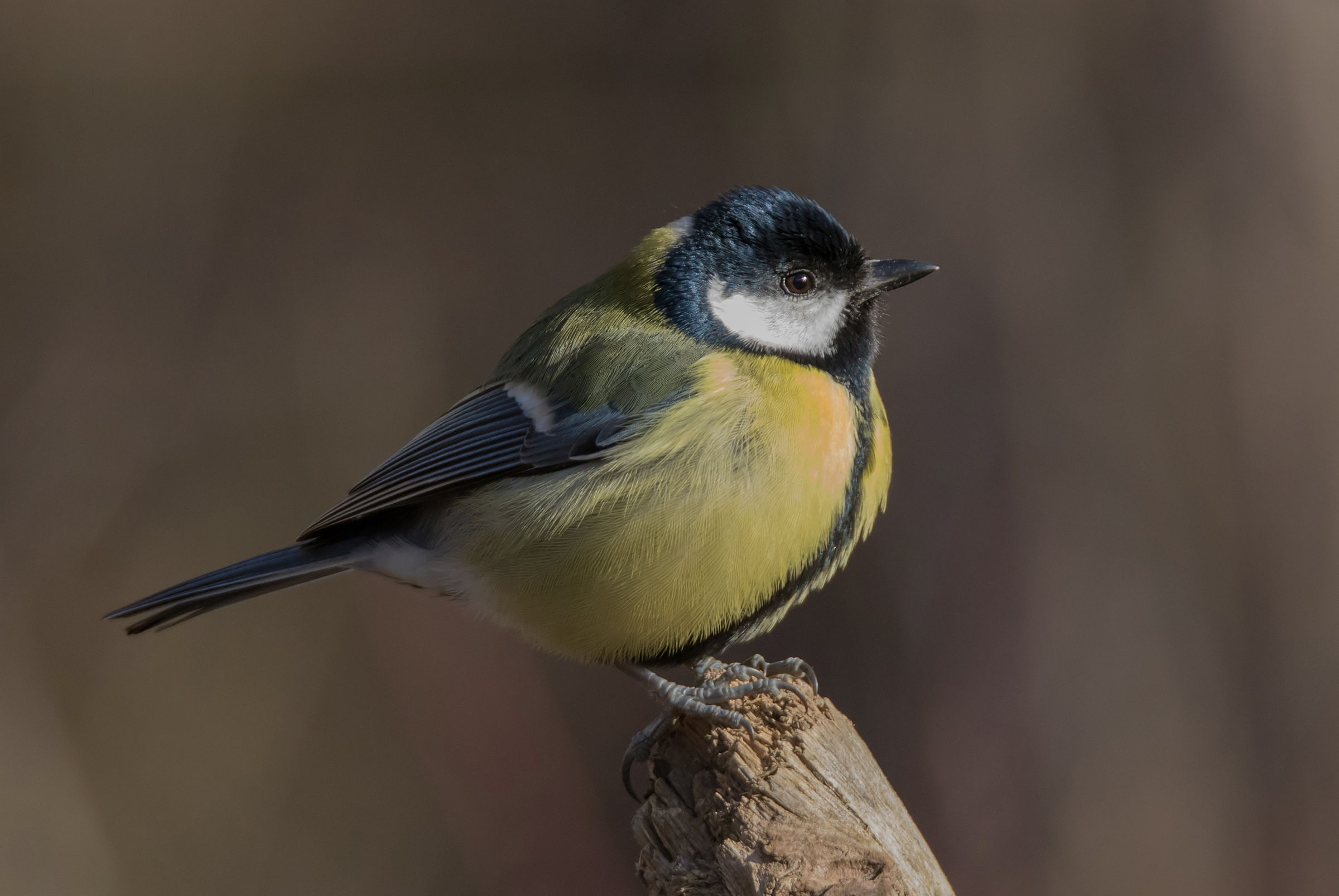 Great Tit