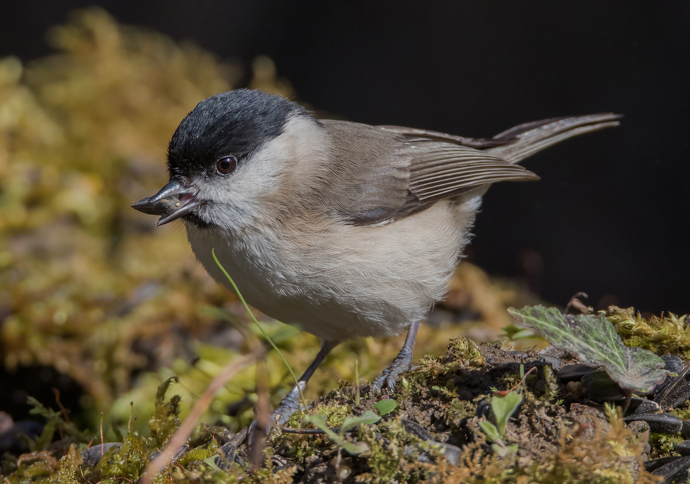 The Bigia and his seed