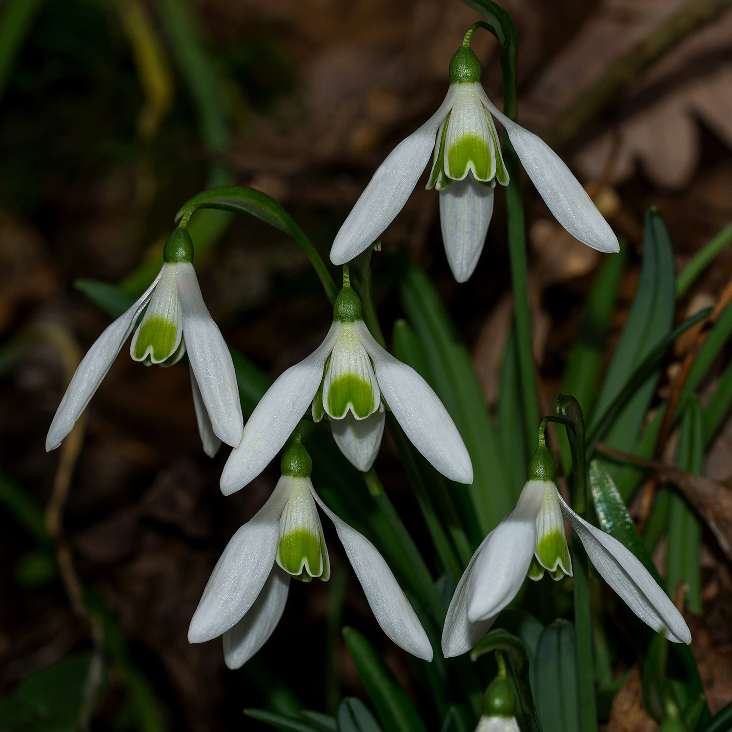 Snowdrop