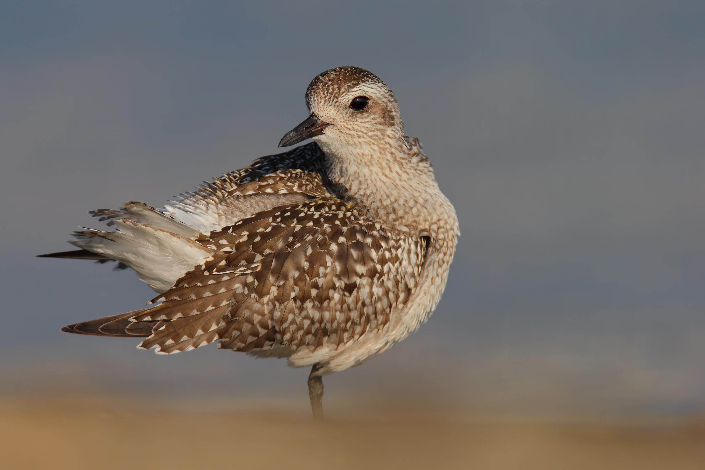 Grey Plover
