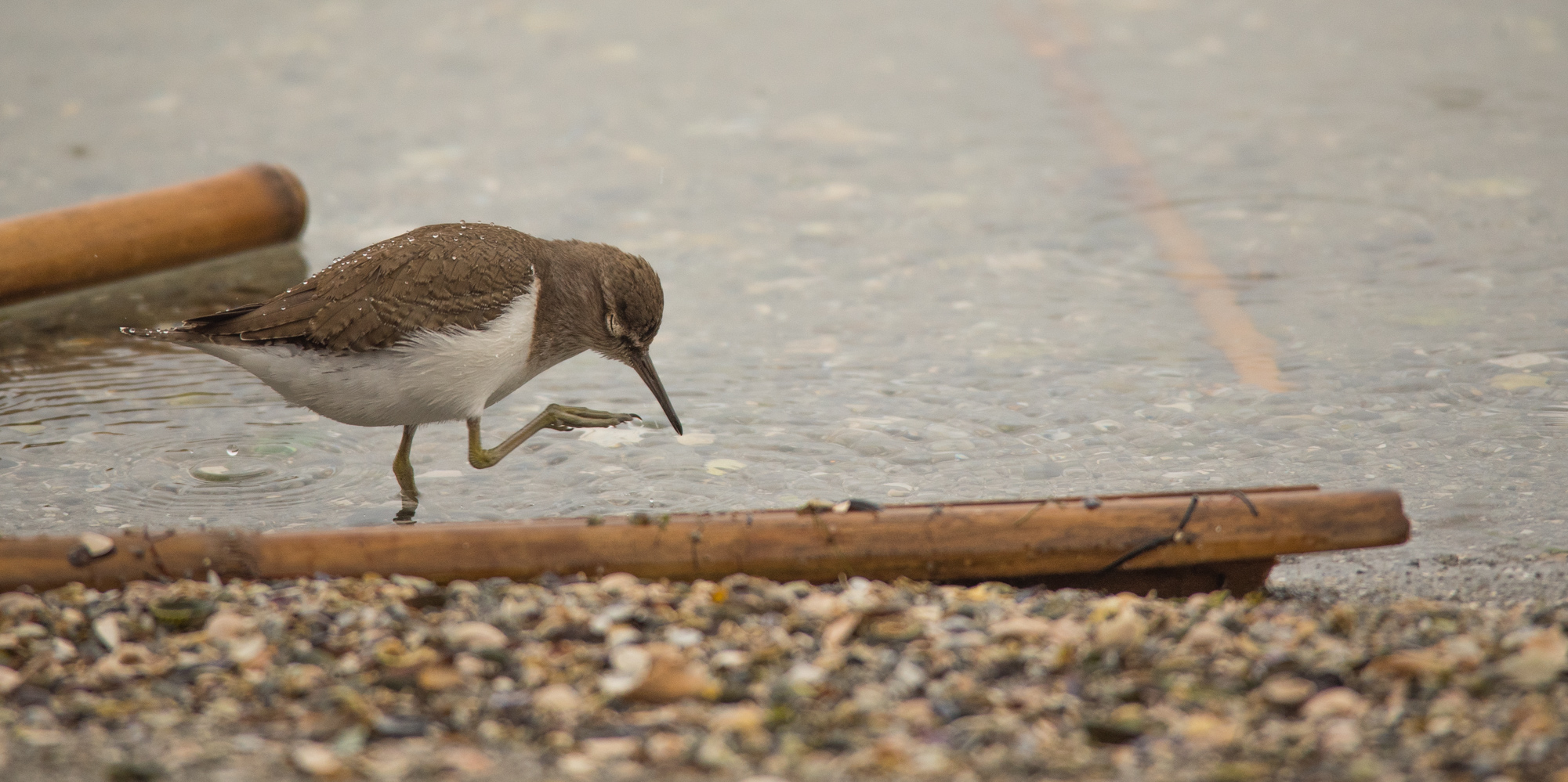 Common Sandpiper