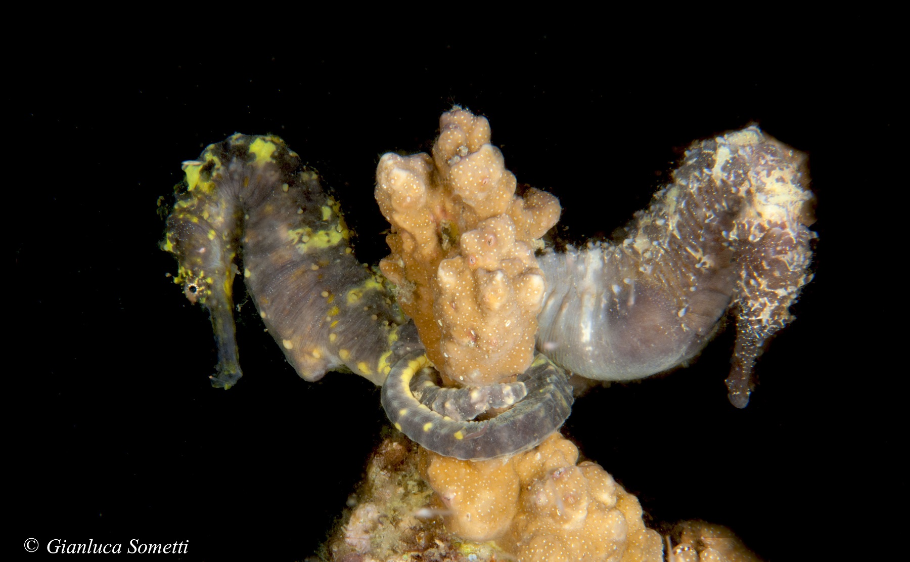 Seahorses fatal attraction