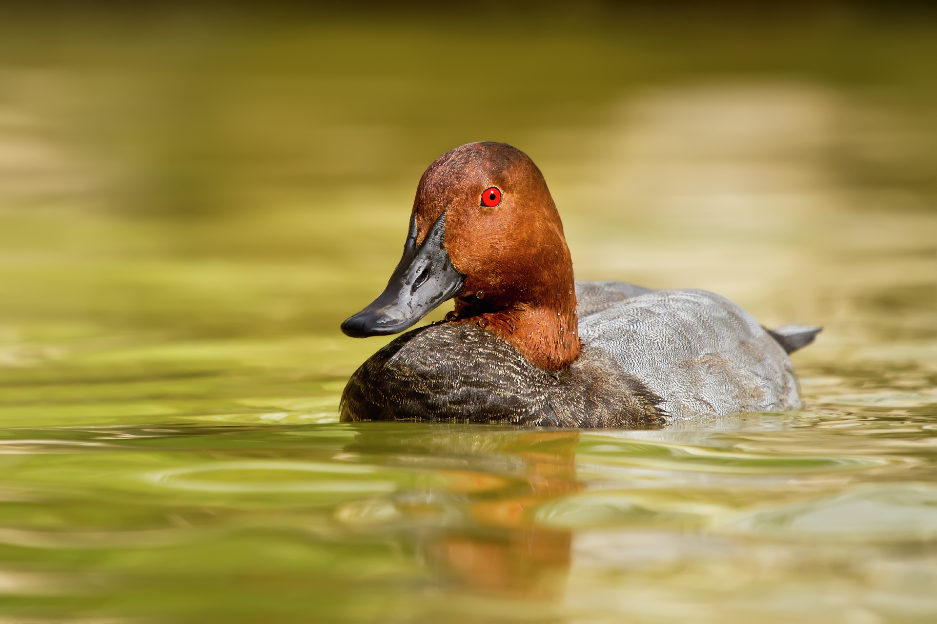 Pochard