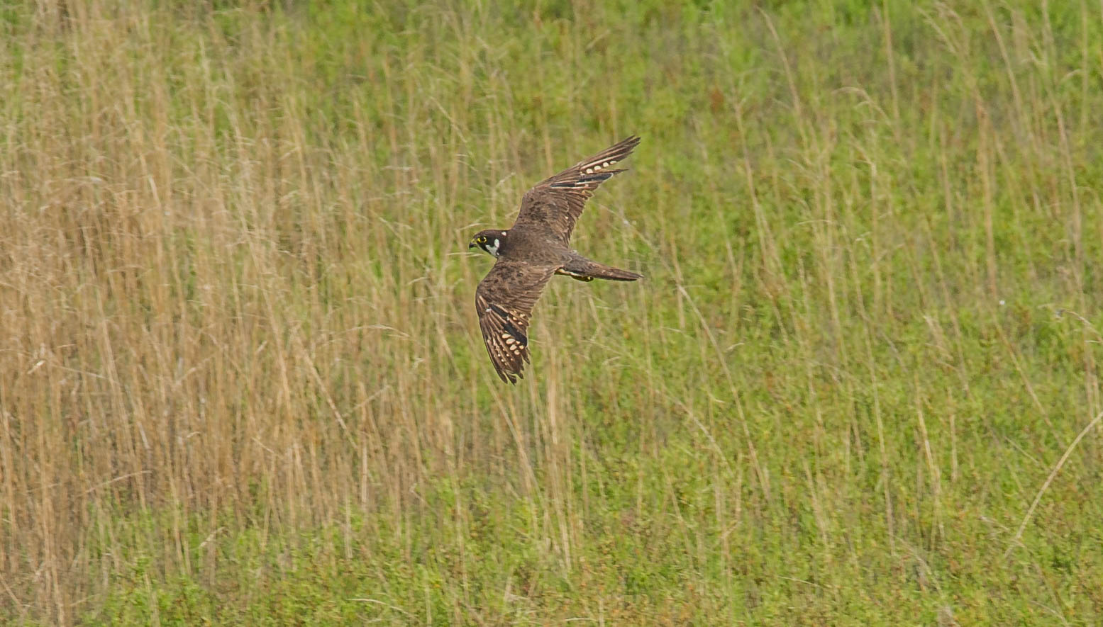 faichèt tajavènt  (falco lodolaio)