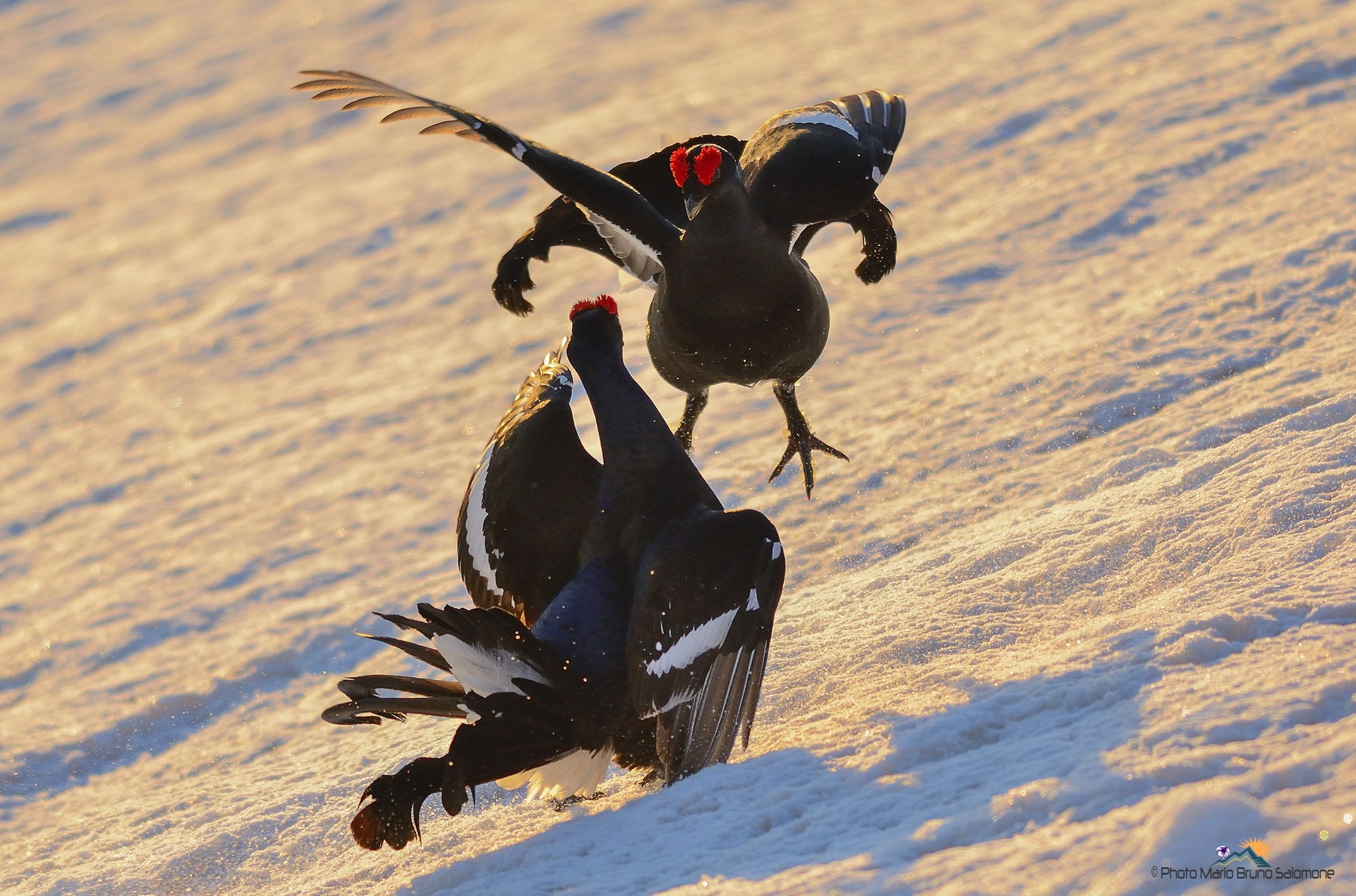Lotte serrate ai primi bagliori