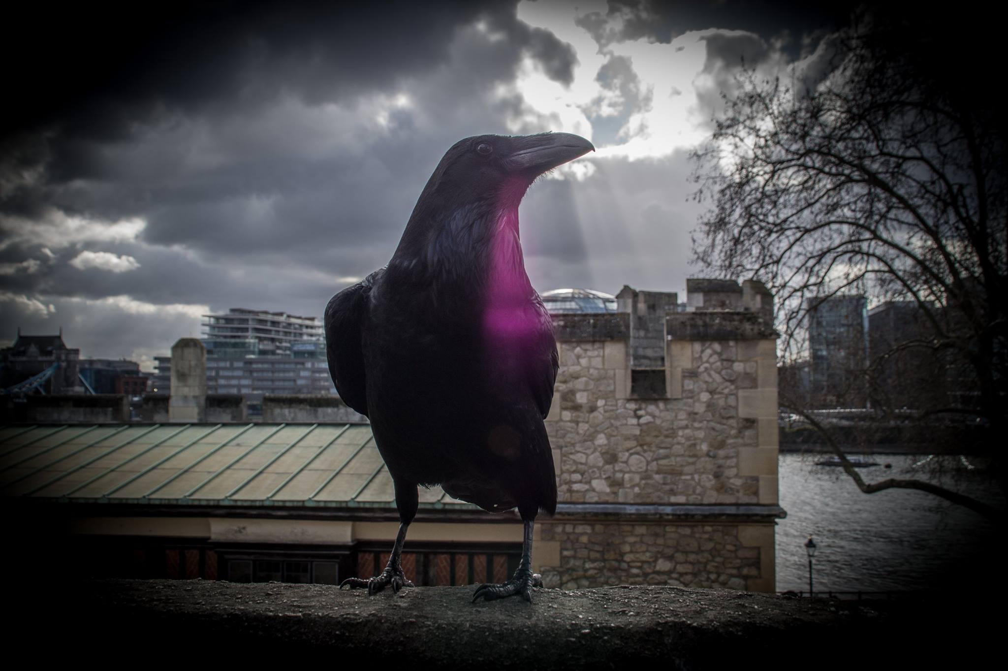 I Corvi della Torre di Londra