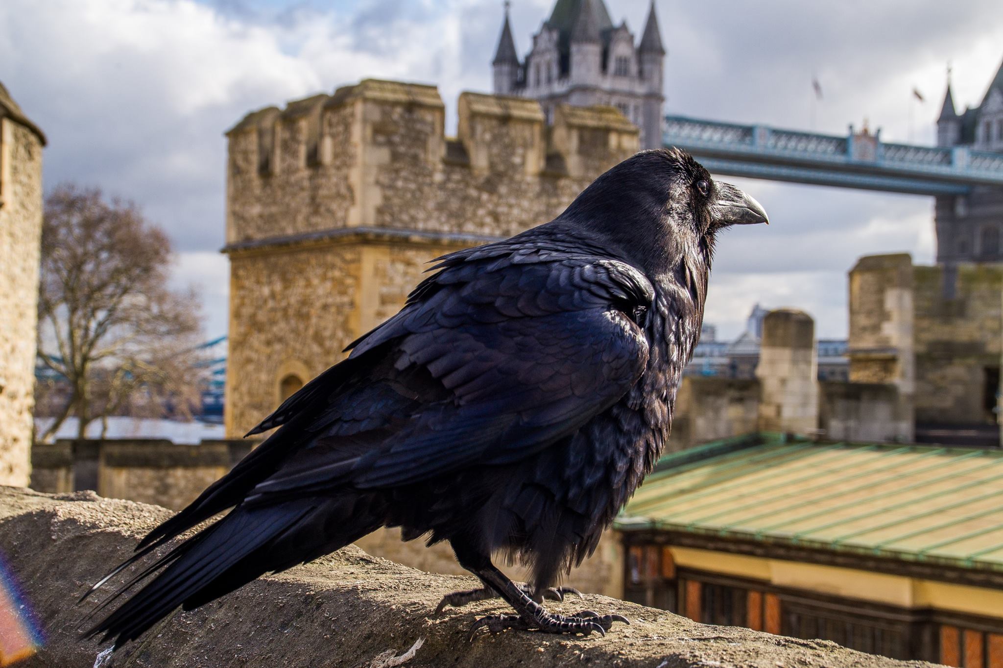 The Ravens of the Tower of London.