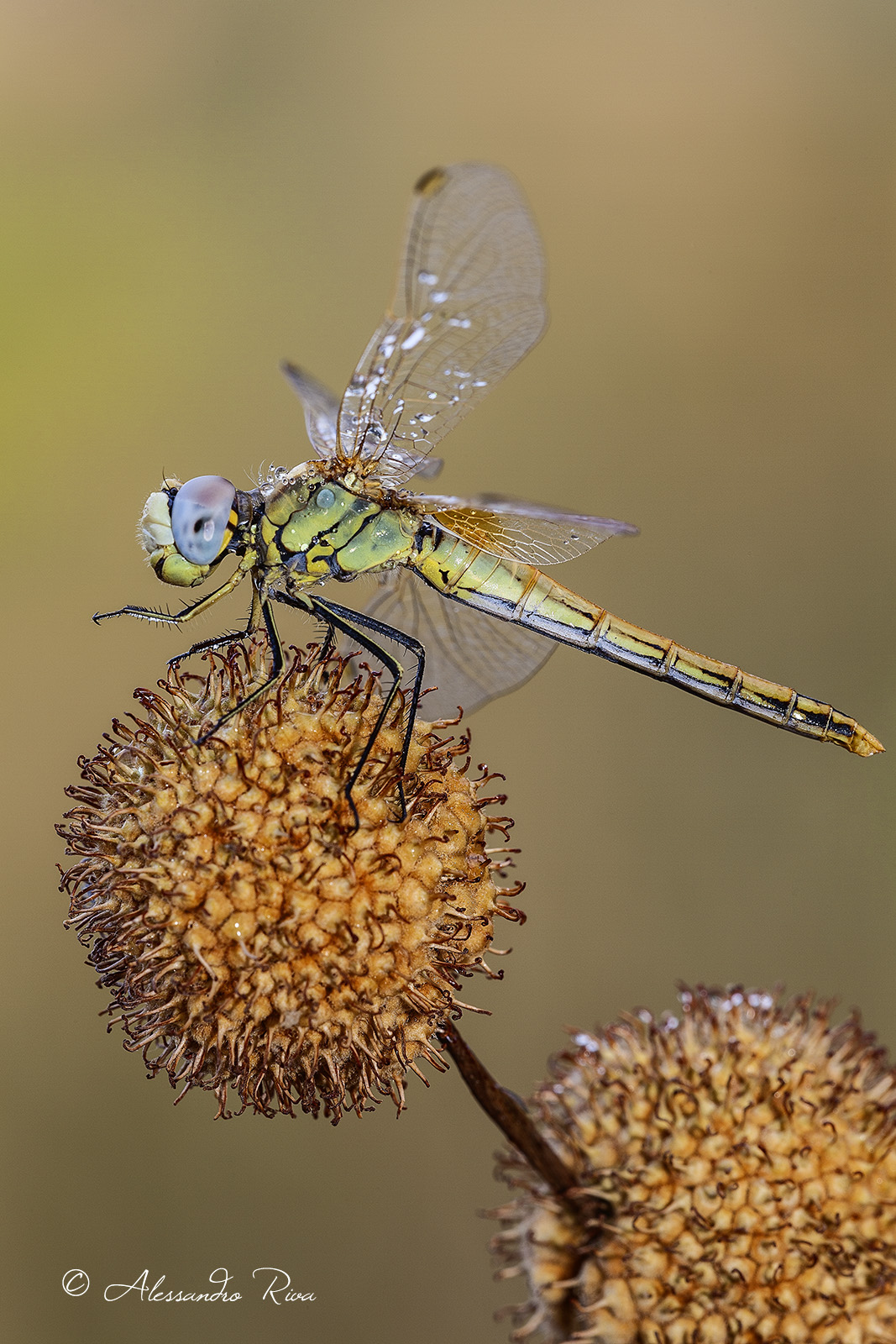 Dragonfly