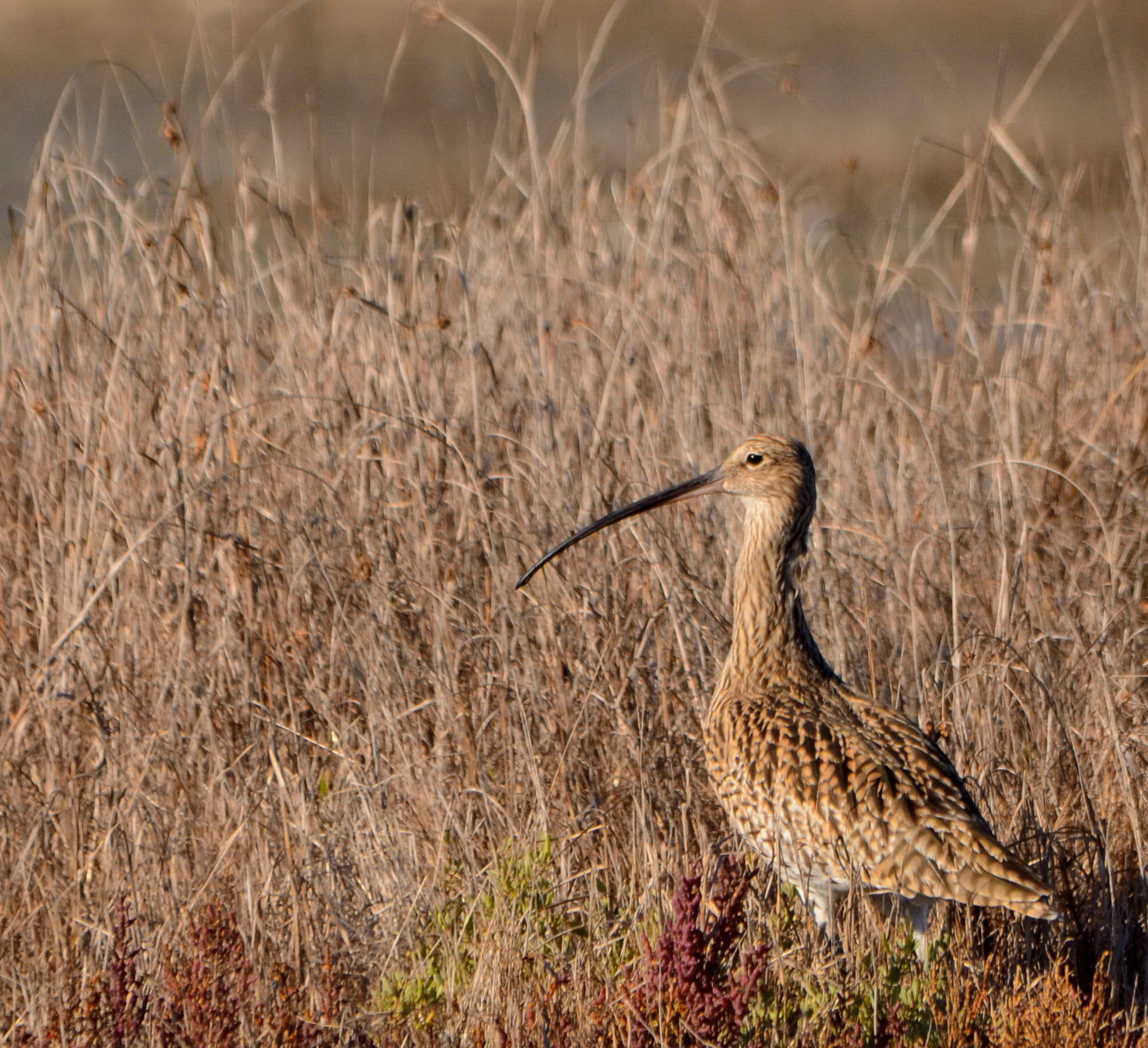 Curlew Maggiore