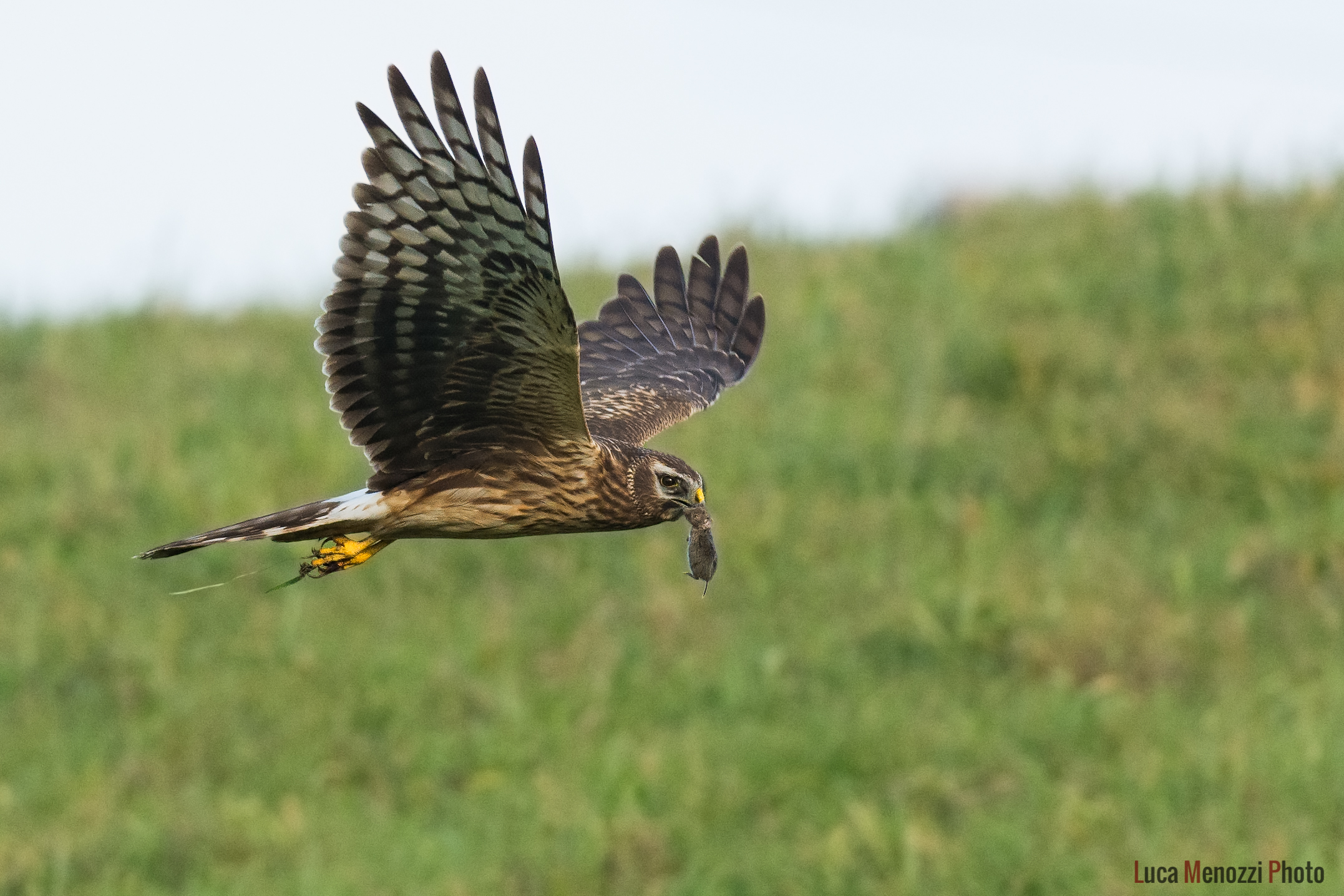 Il pasto dell'Albanella Reale