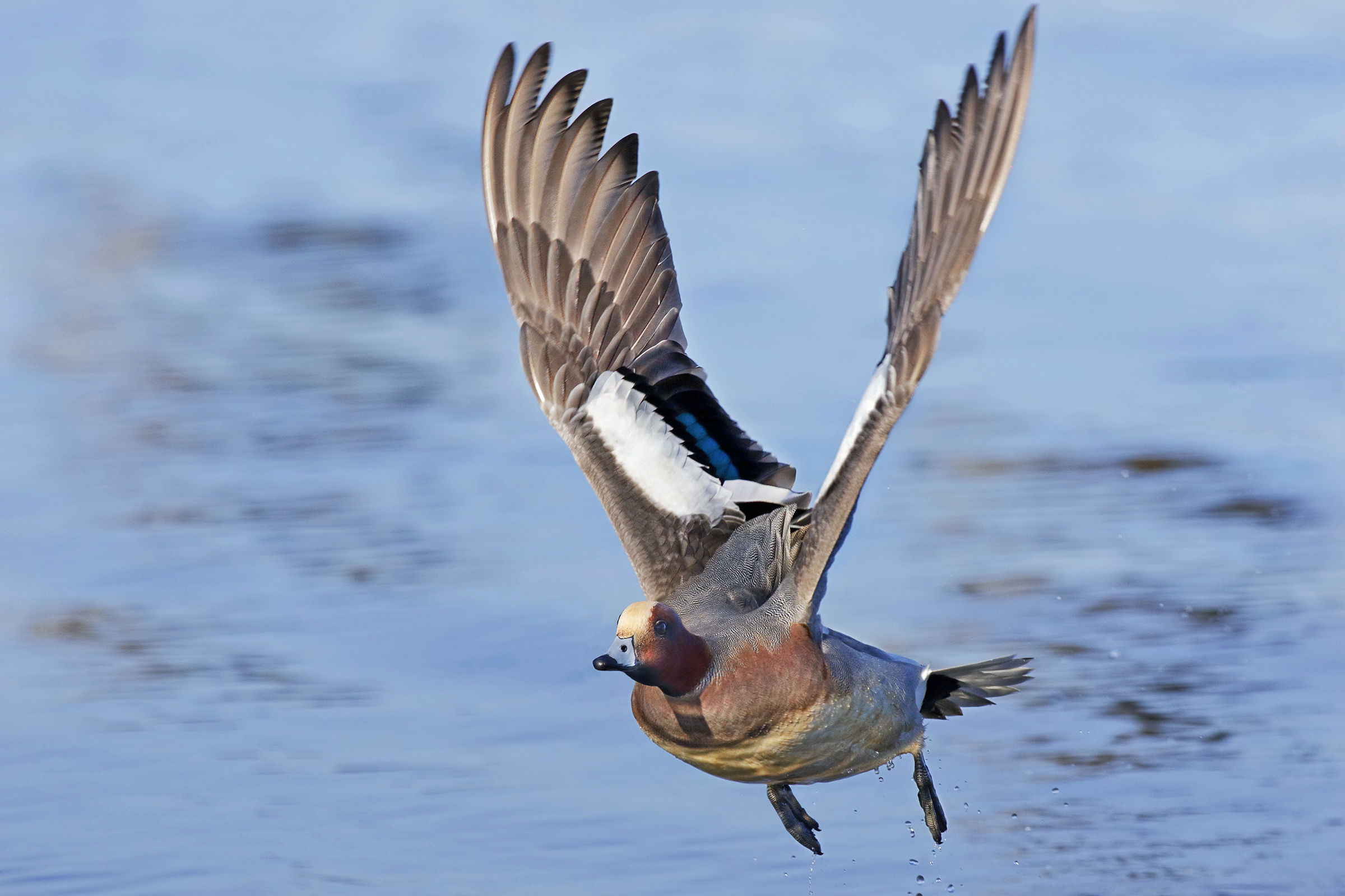 Wigeon - fledging