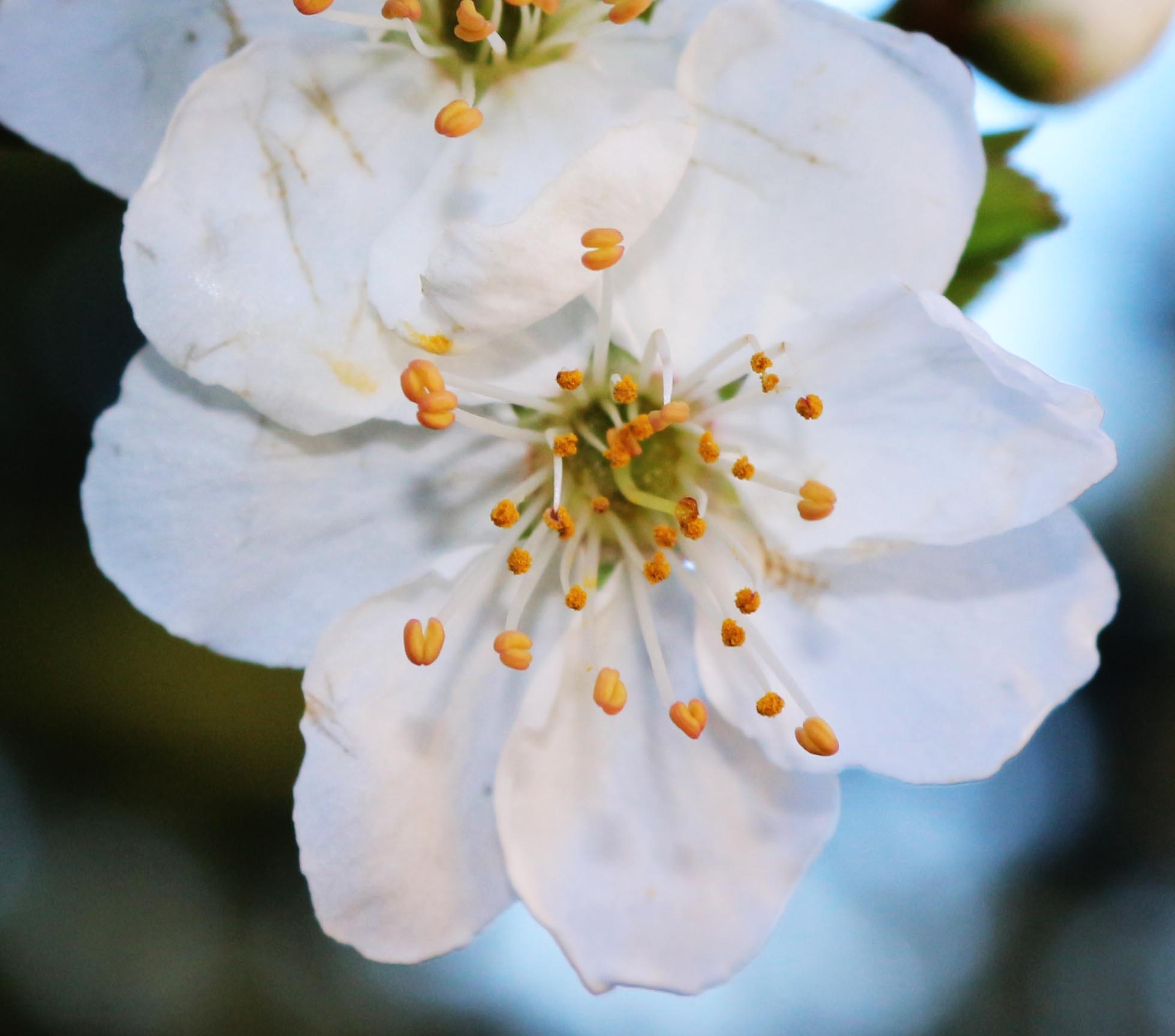 L'essenza di una fioritura bianca