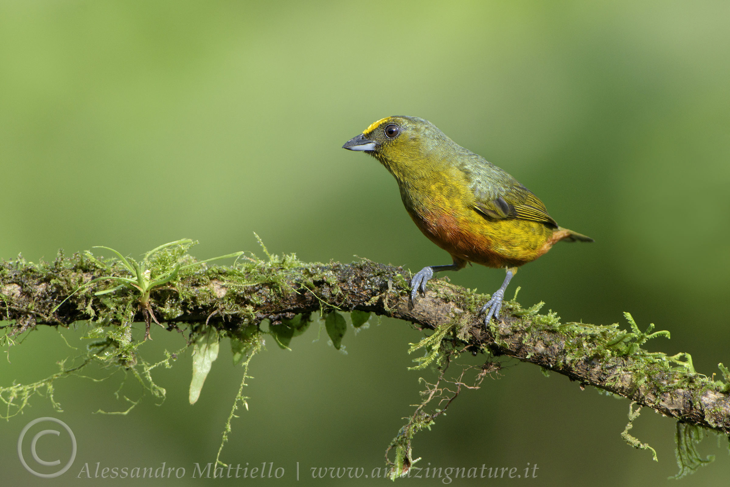 Olive-backed Euphonia