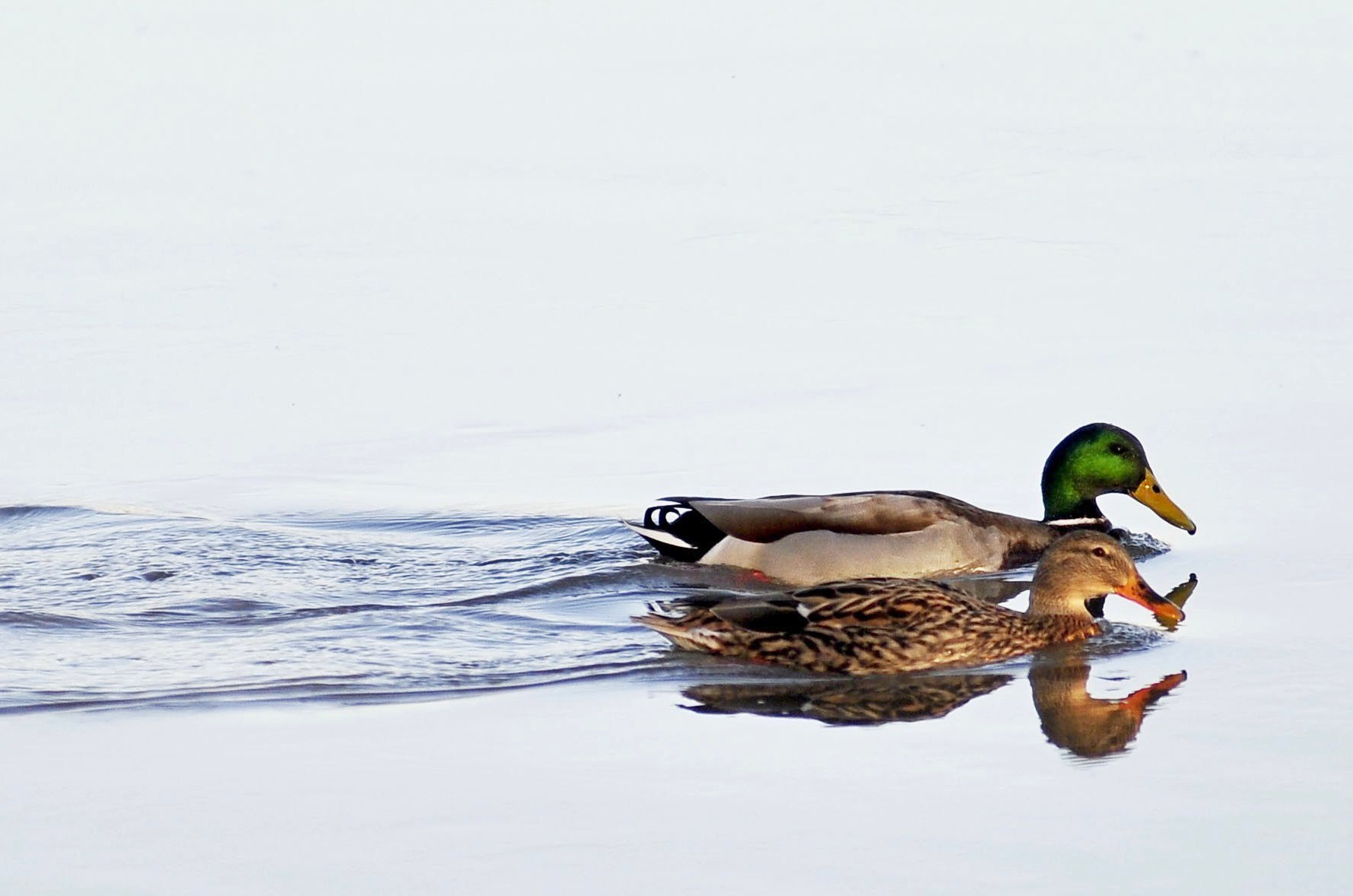 Coppietta of Mallard