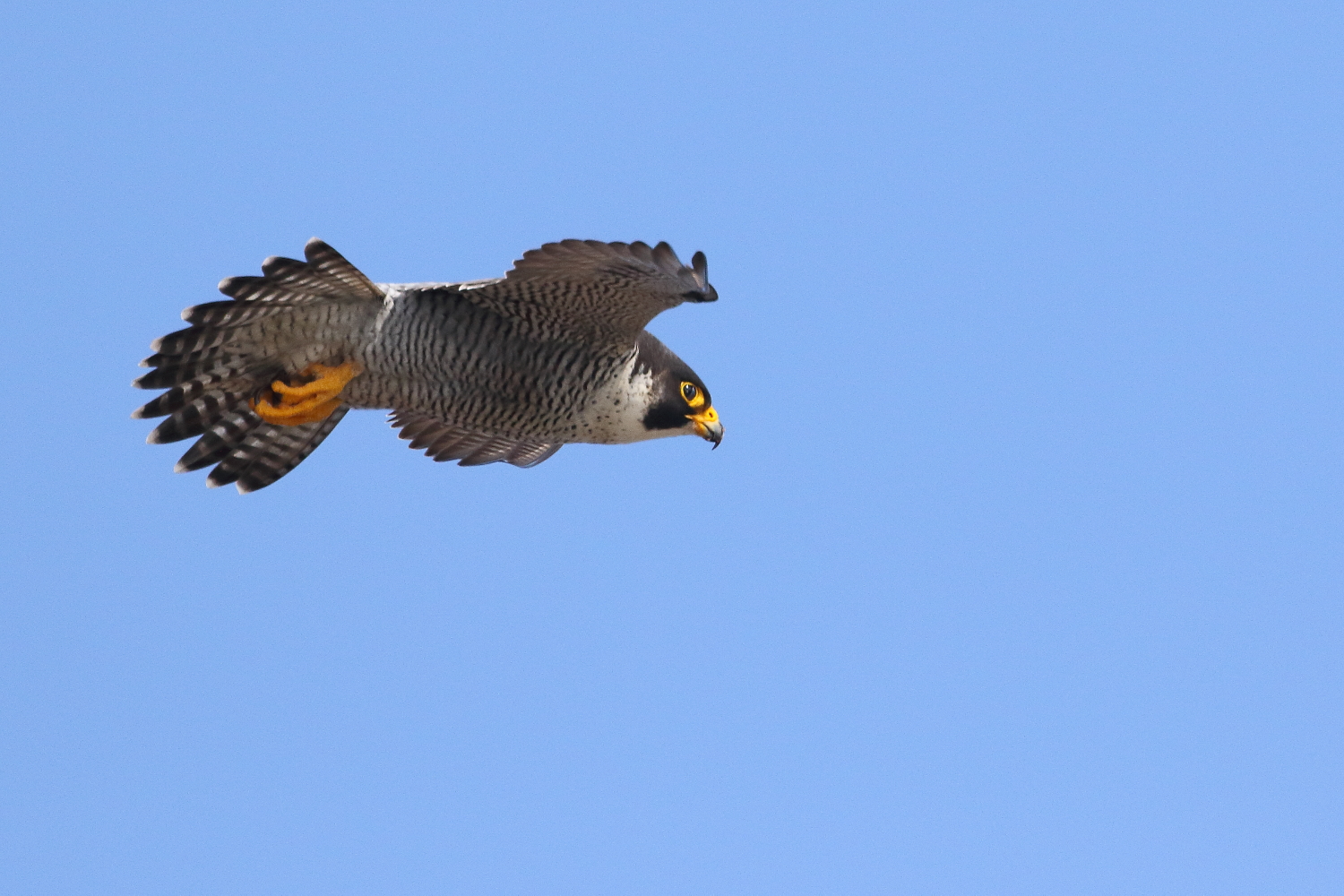 peregrine falcon