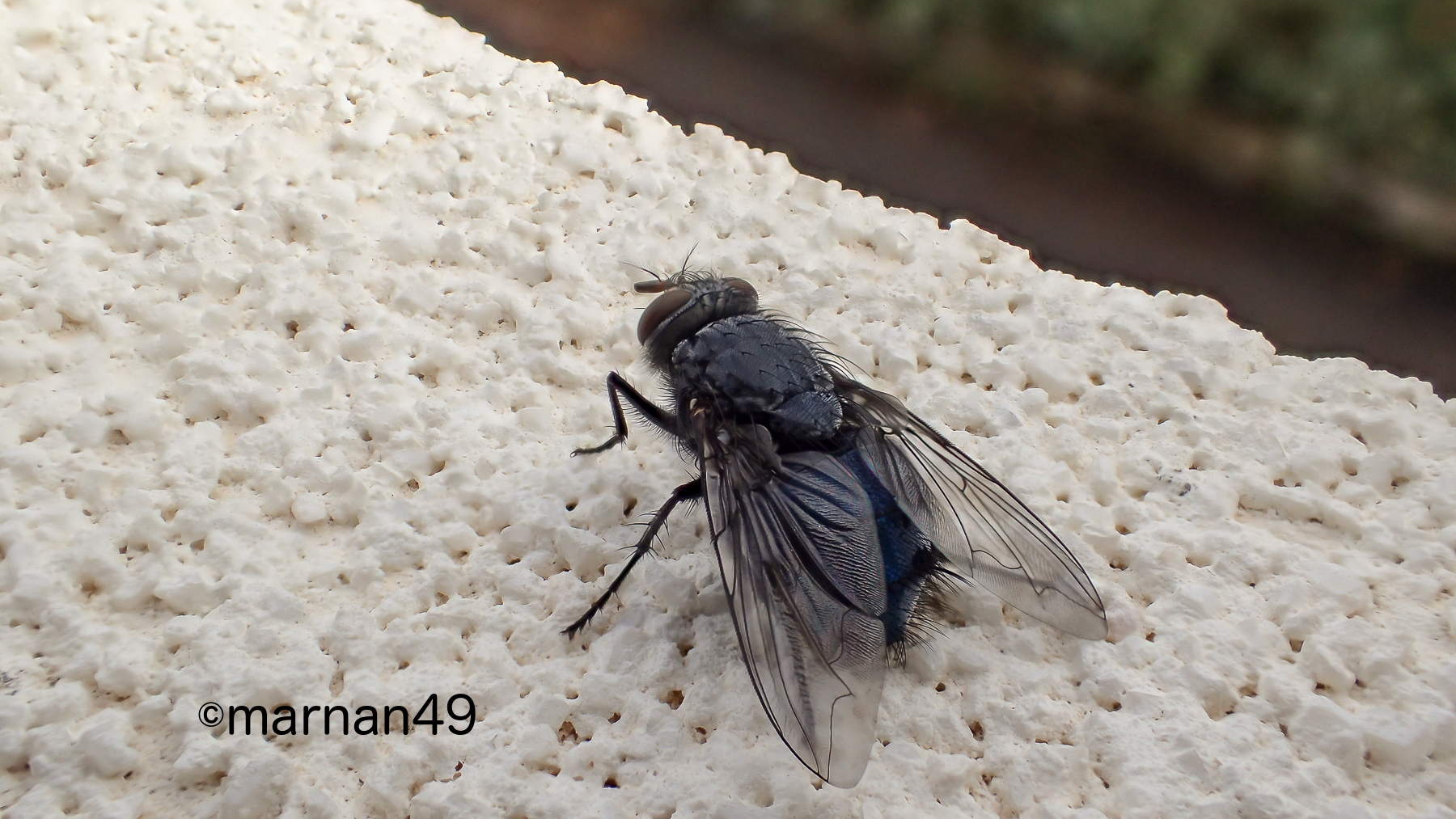 Mosca su muro bianco