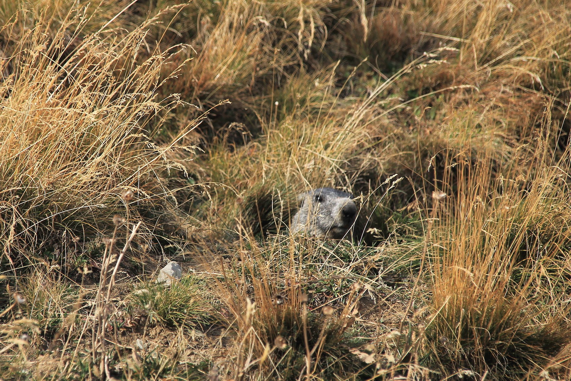 L'ultima occhiata prima del letargo