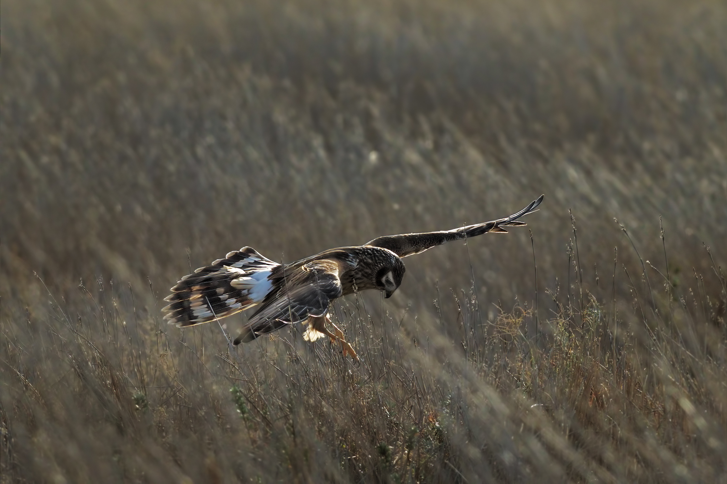 Harrier in predation