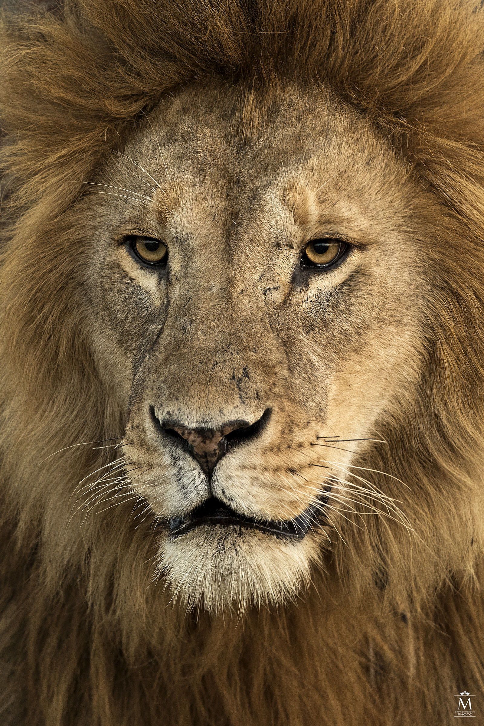 The king of the savanna.