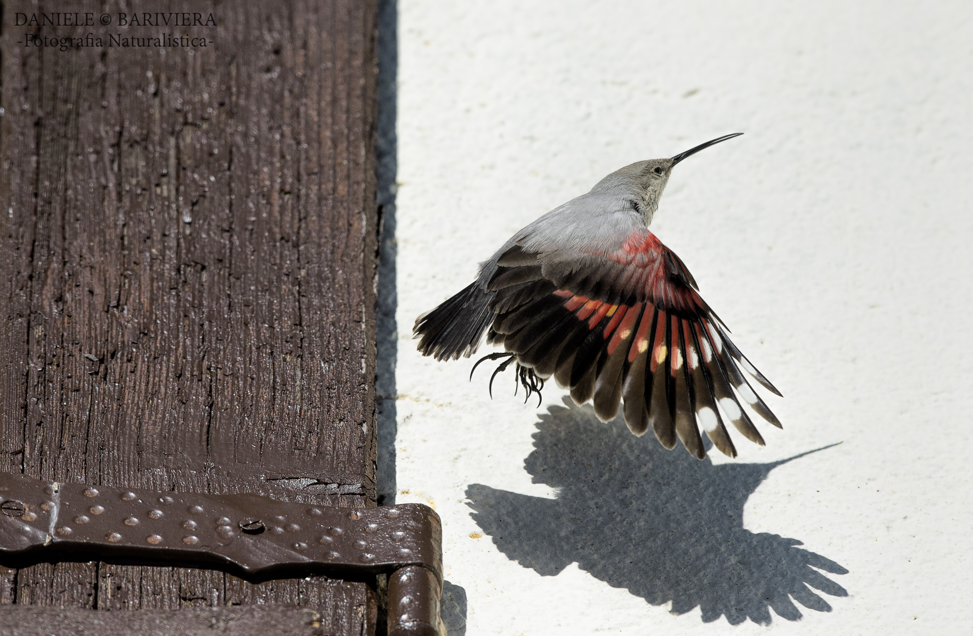 il balzo del Muraiolo