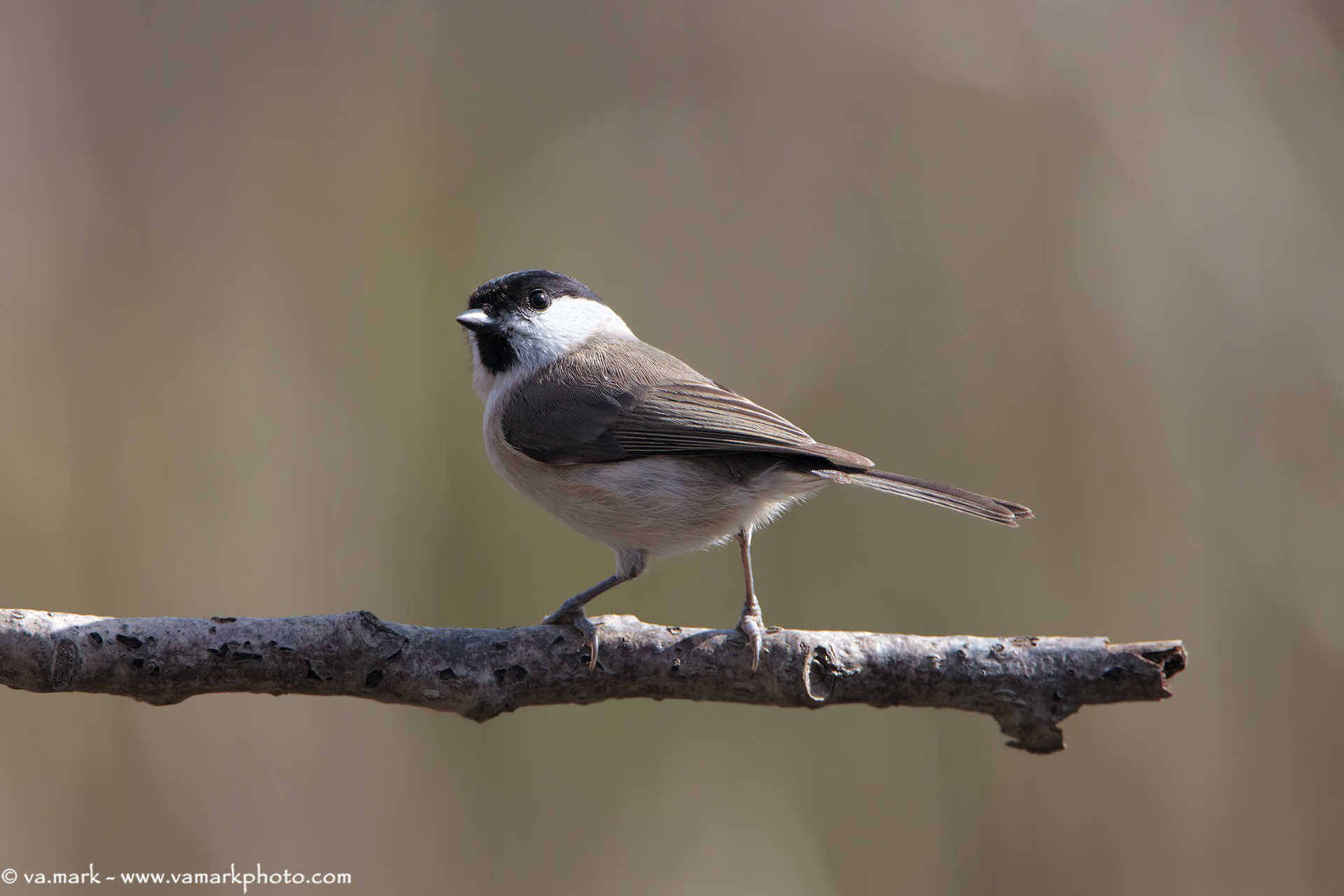 Marsh Tit