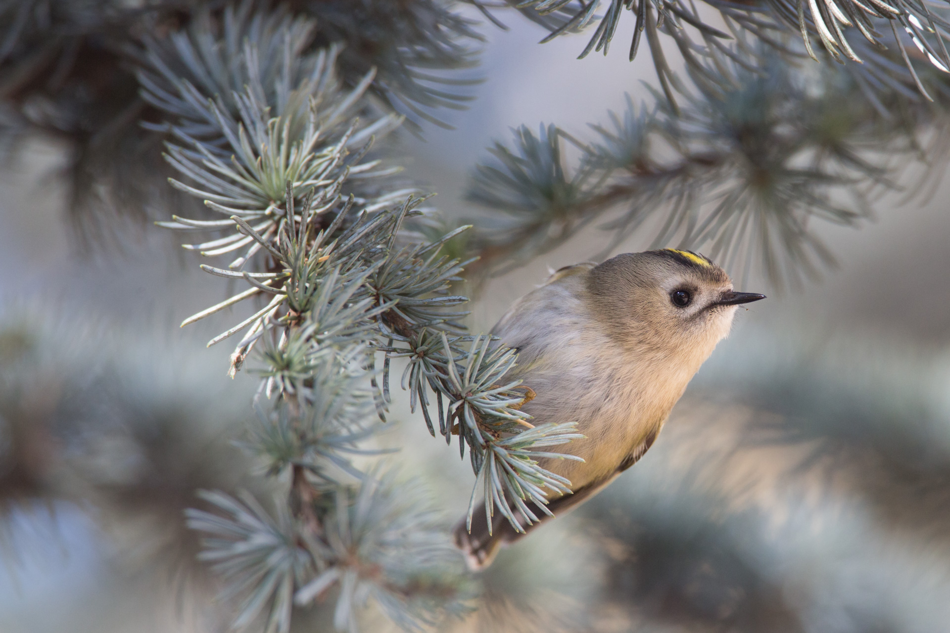 The smallest. the Regulus