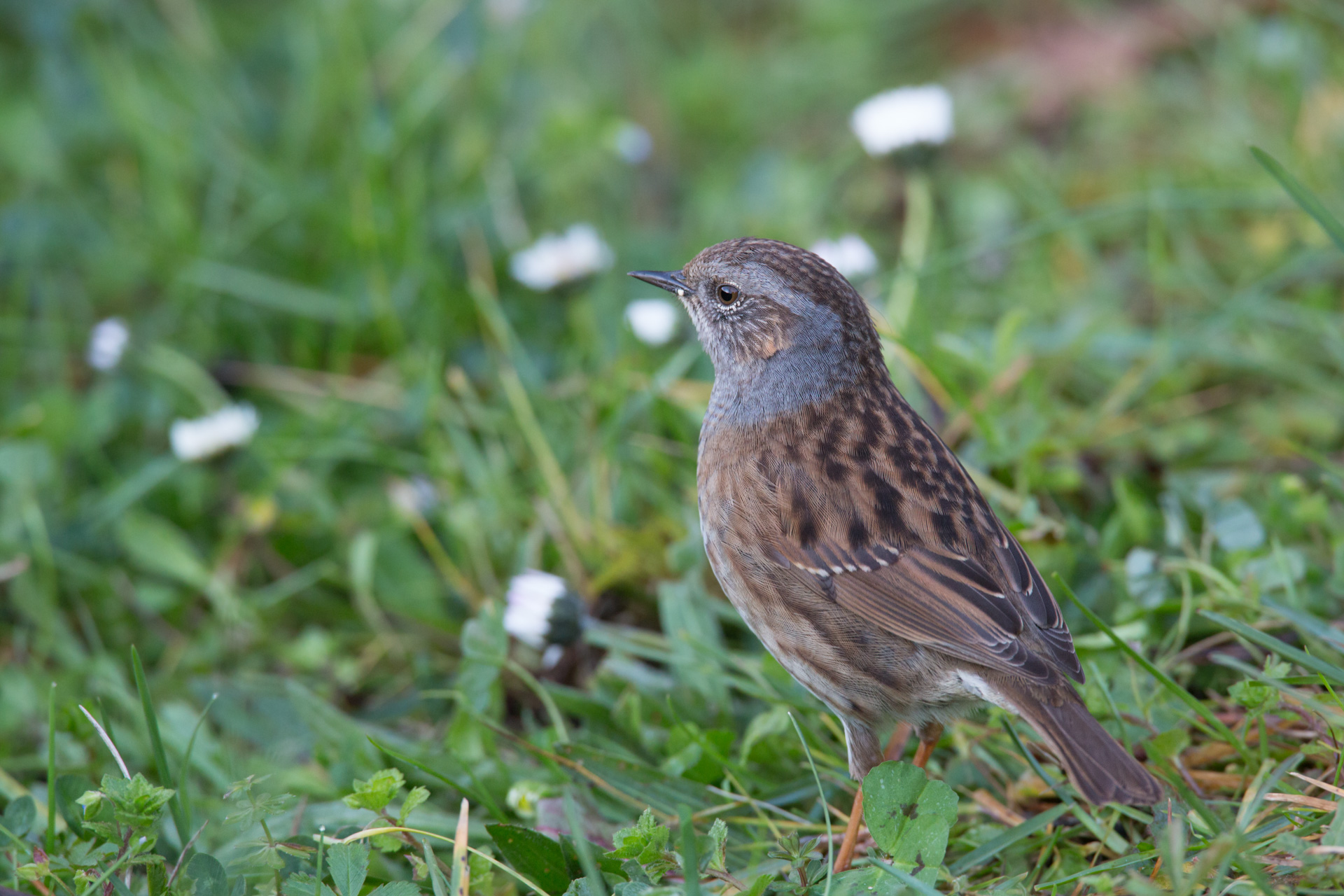 Dunnock